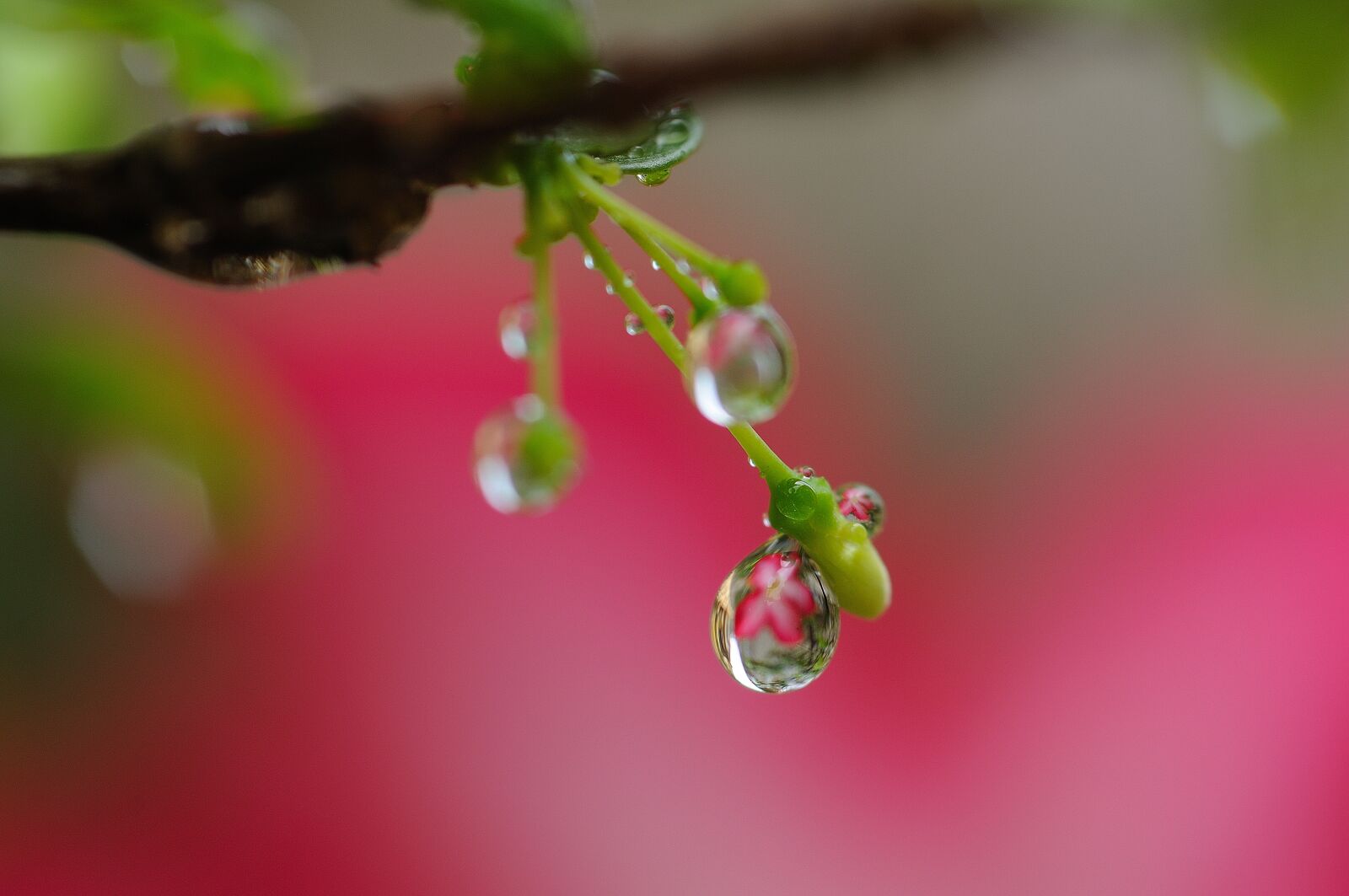 Nikon D300S sample photo. Waterdrop, flowers, plant photography
