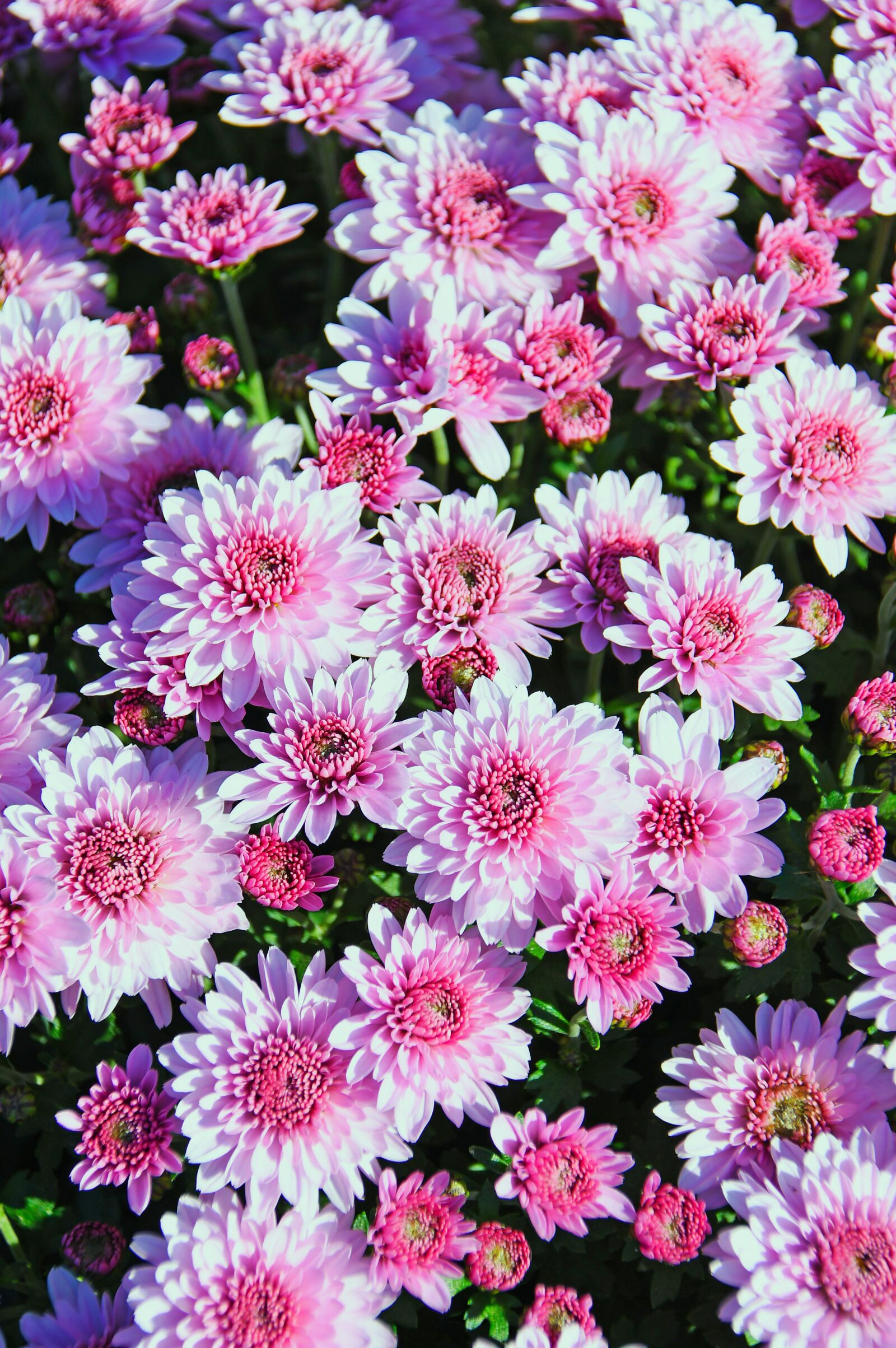 Nikon D3200 sample photo. Pink, pink chrysanthemum, bloom photography