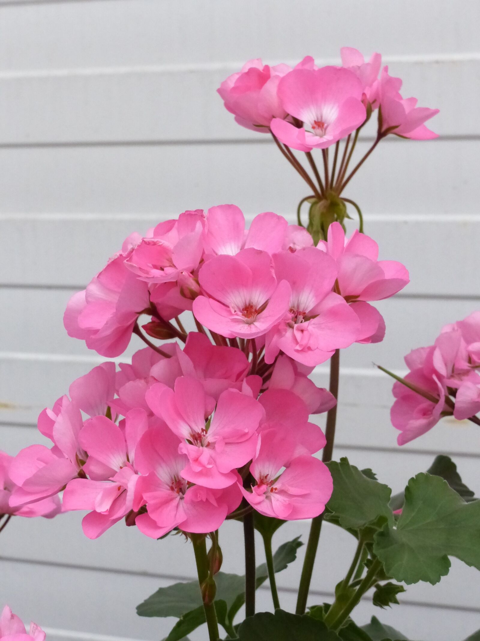 Panasonic Lumix DMC-FZ200 sample photo. Geranium, pink, greenhouse photography