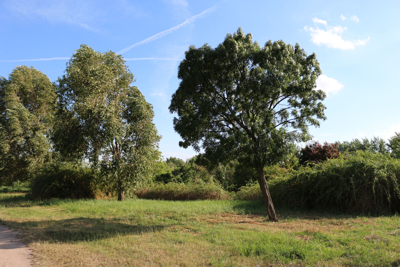 Canon EOS 100D (EOS Rebel SL1 / EOS Kiss X7) sample photo. Grass, green, nature, trees photography