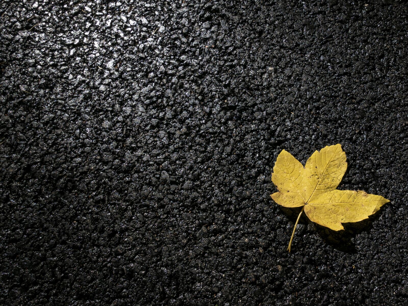 Panasonic Lumix DMC-LX100 sample photo. Leaf, concrete, leaves photography