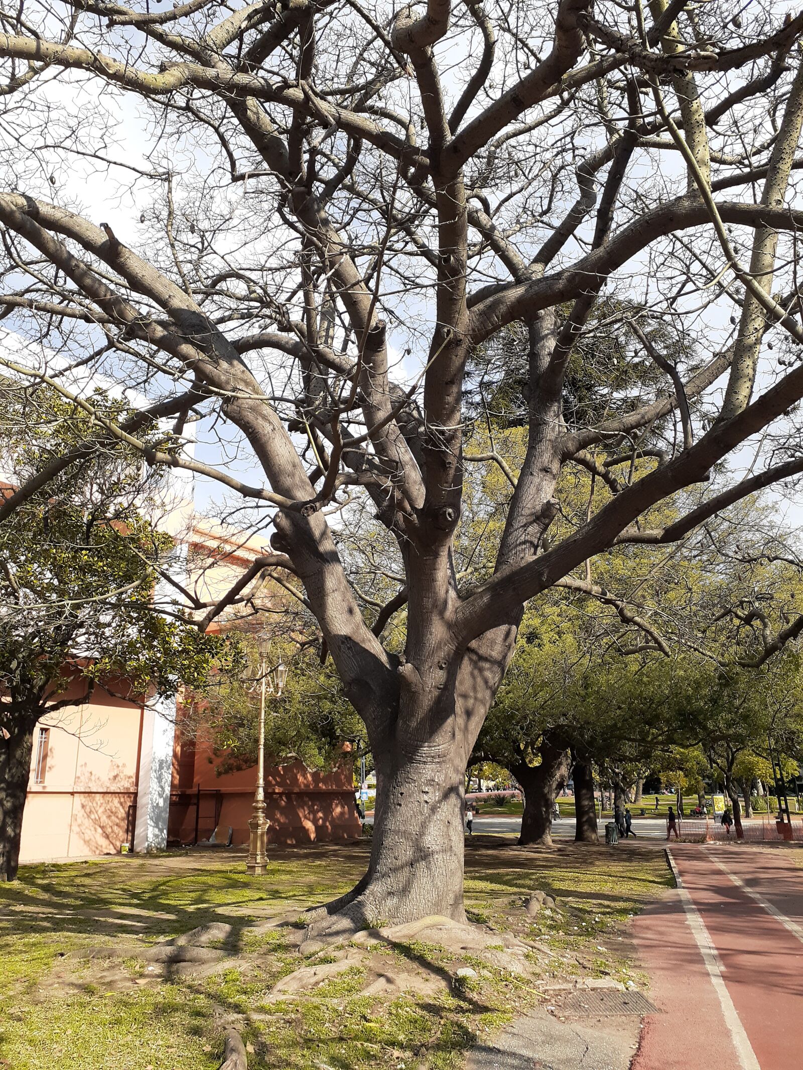 Samsung SM-A205G sample photo. árbol, playa, naturaleza photography