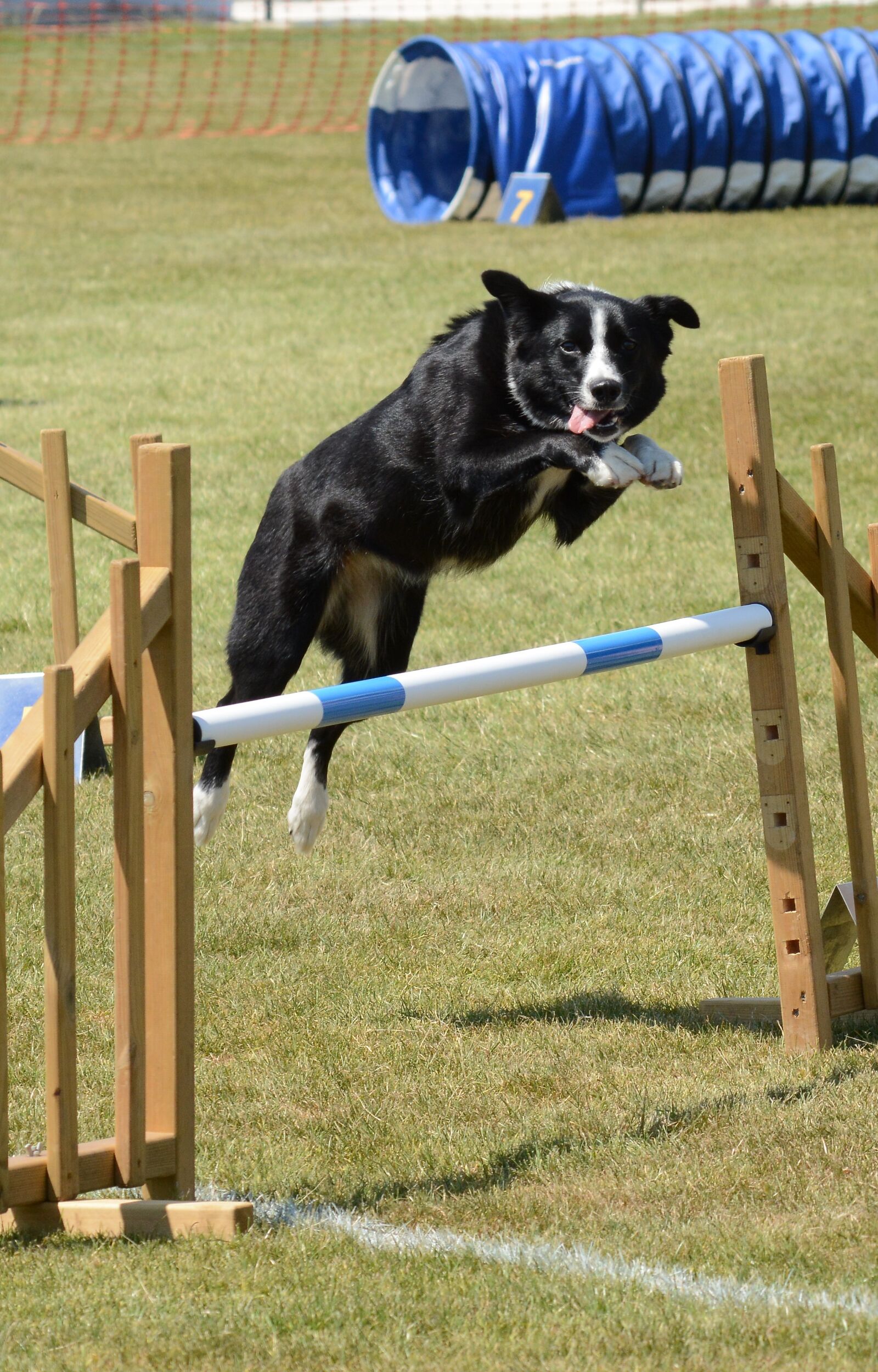 Nikon D7100 sample photo. Dog, agility, fitness photography