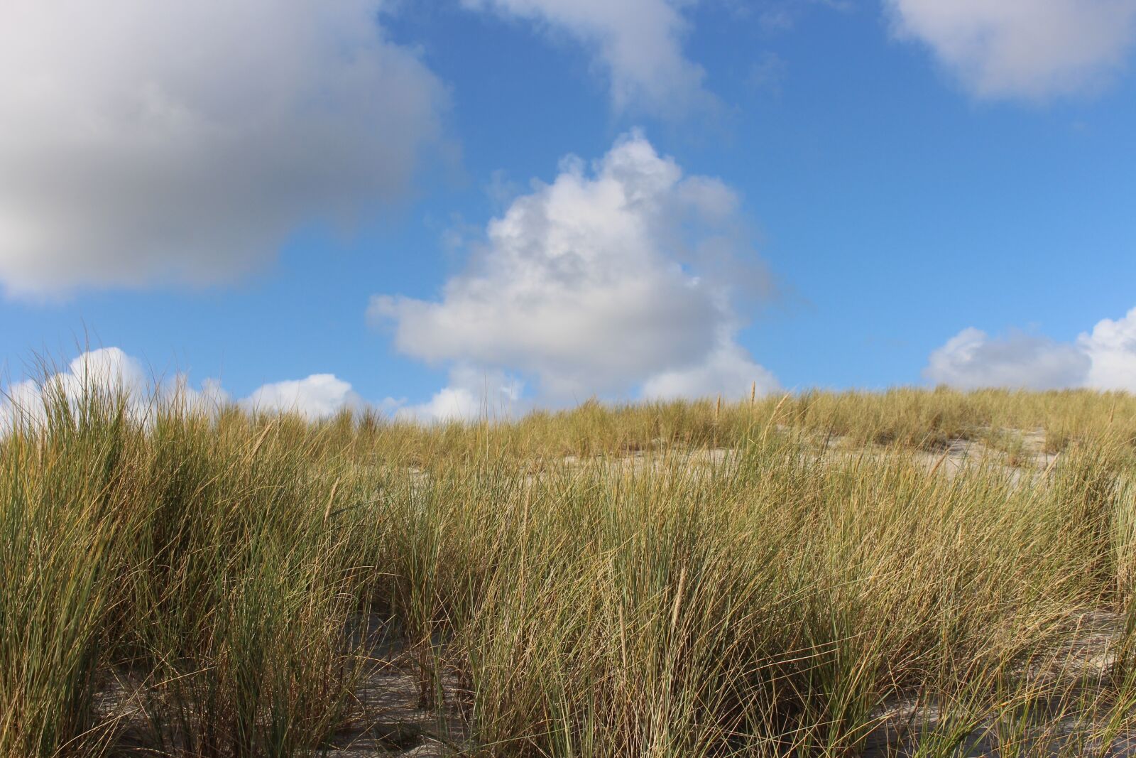 Canon EOS 700D (EOS Rebel T5i / EOS Kiss X7i) sample photo. Sylt, dune landscape, blue photography