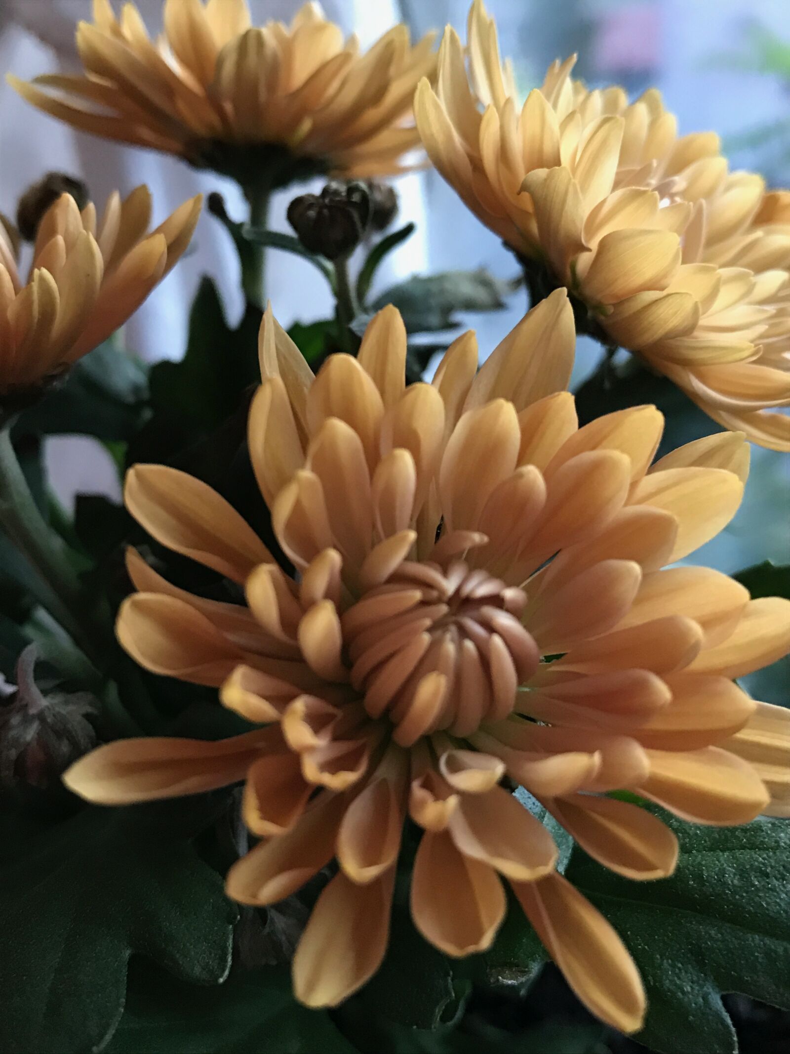 iPhone 7 back camera 3.99mm f/1.8 sample photo. Chrysanthemum, decor, orange, orange photography