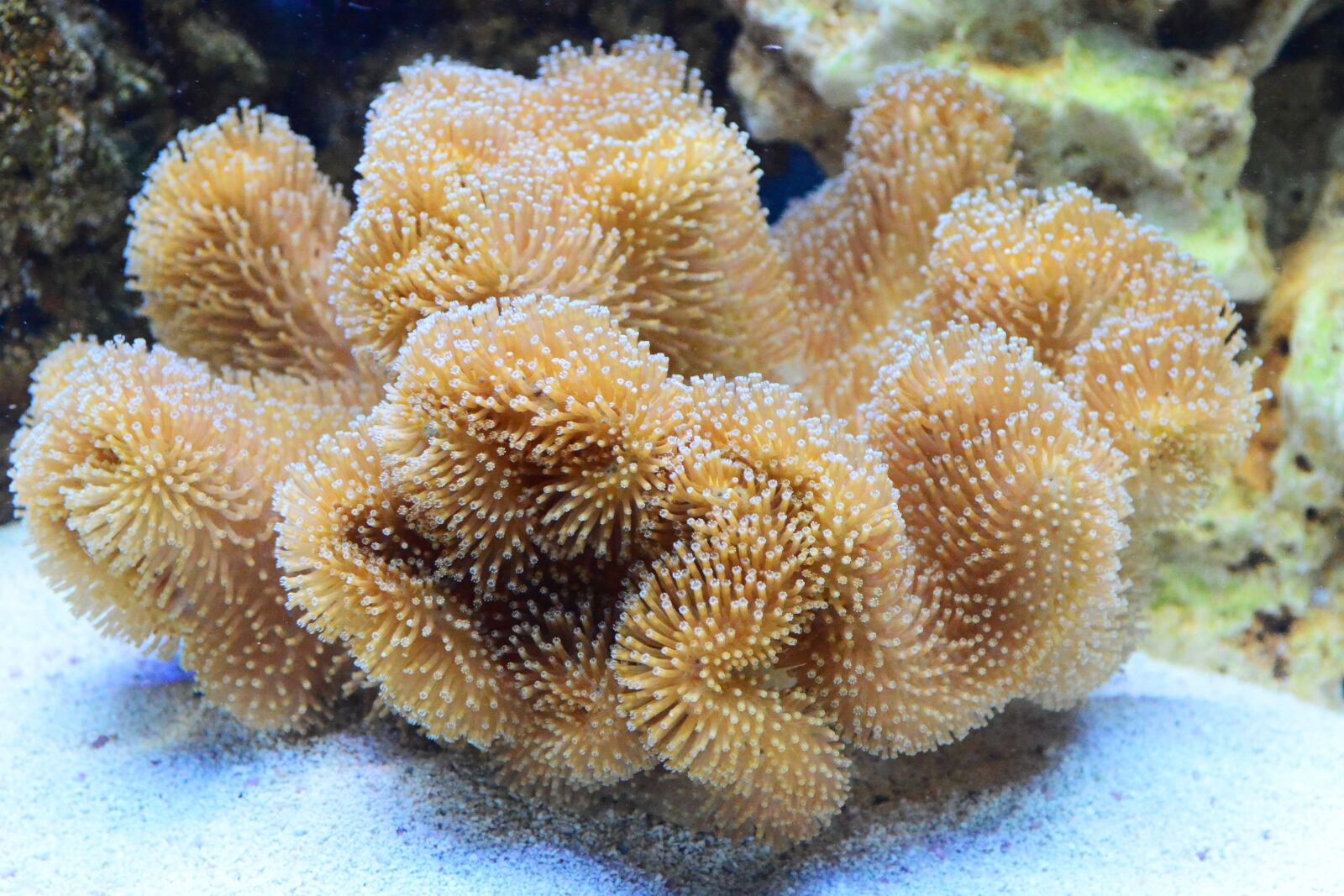 Nikon D800 sample photo. Aquarium, coral, leather photography