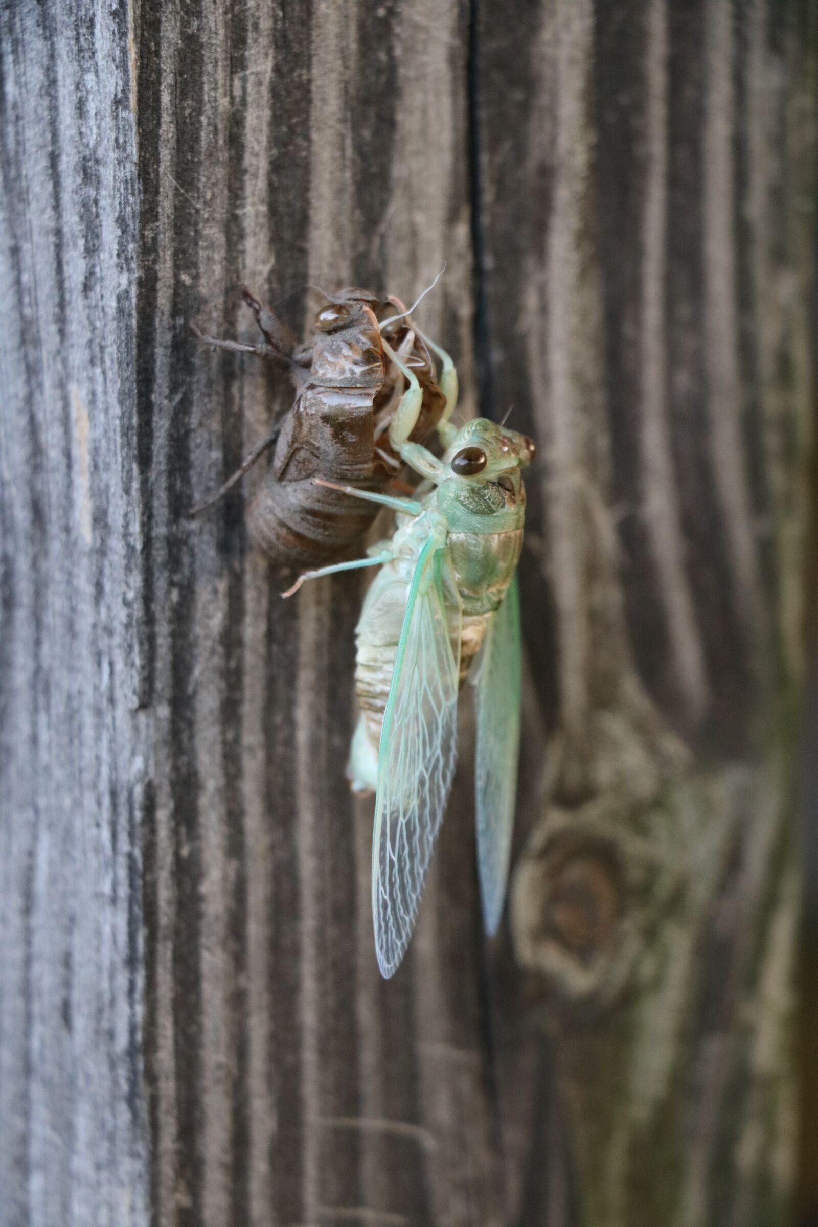 Canon EOS 750D (EOS Rebel T6i / EOS Kiss X8i) sample photo. Bug, cicada, life cycle photography