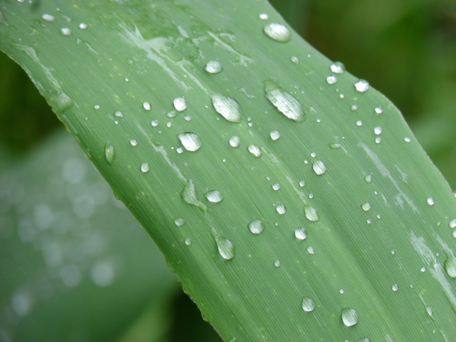 Panasonic DMC-FZ62 sample photo. Leaf, american cane, drops photography