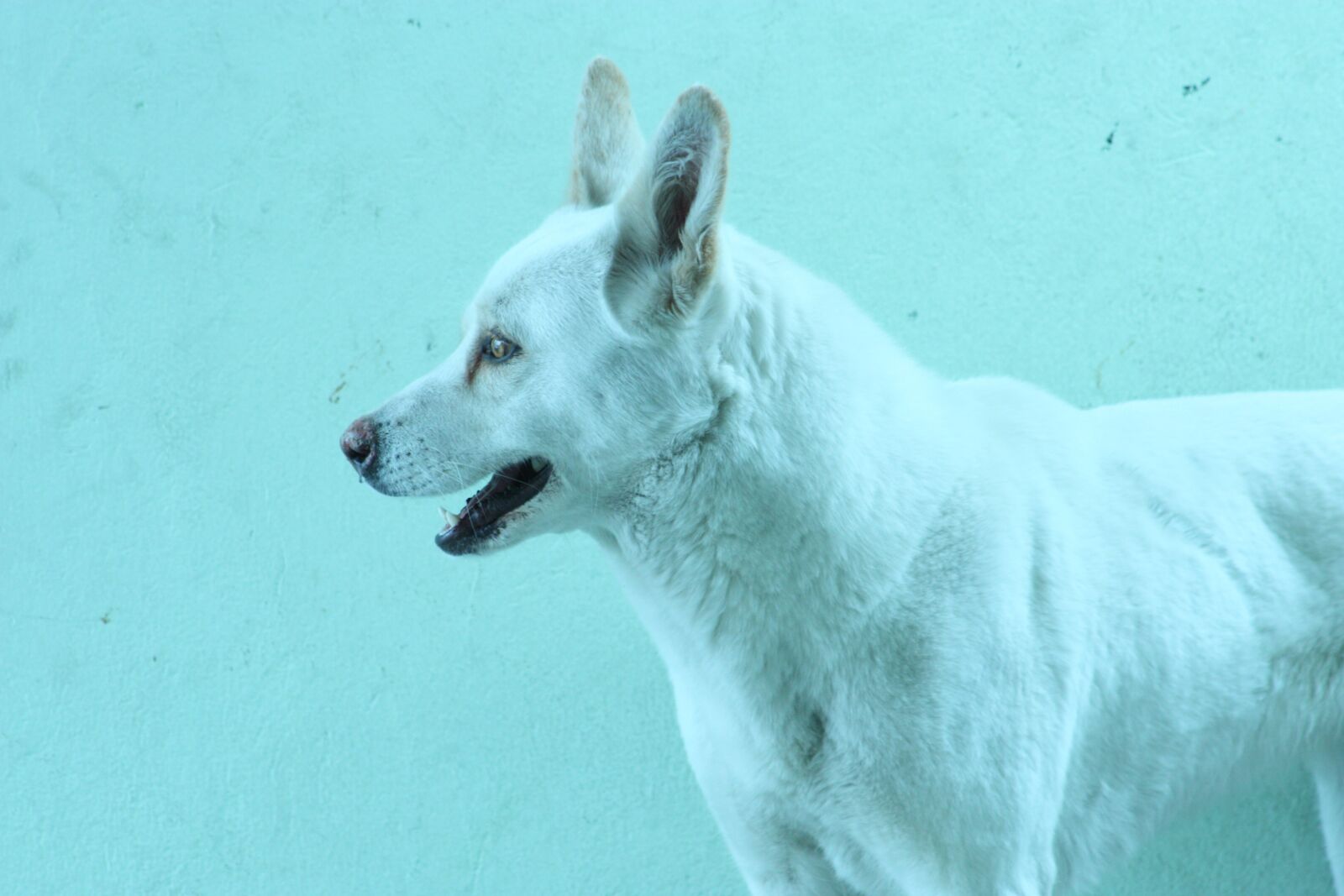 Canon EOS 450D (EOS Rebel XSi / EOS Kiss X2) sample photo. Dog, background, animals photography