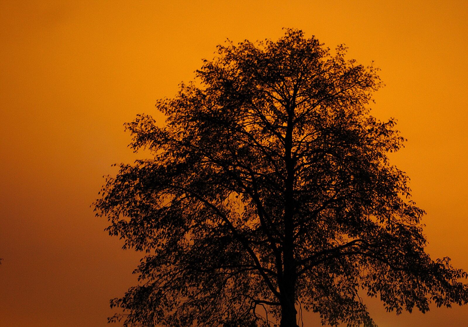 Sony Alpha DSLR-A700 sample photo. Tree, sunset, colorful sunset photography