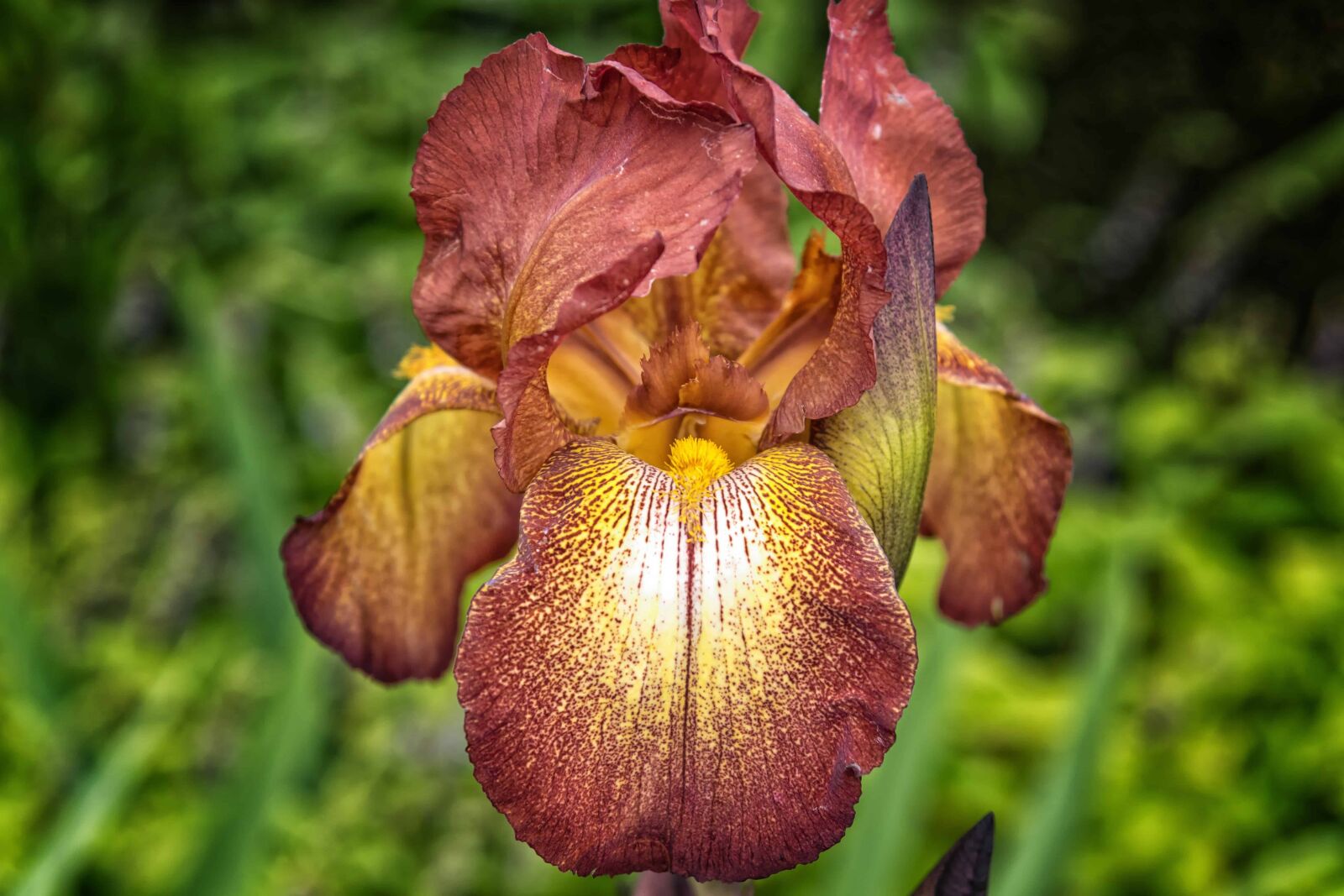 Nikon D3300 sample photo. Garden, nature, wildflower, leaf photography