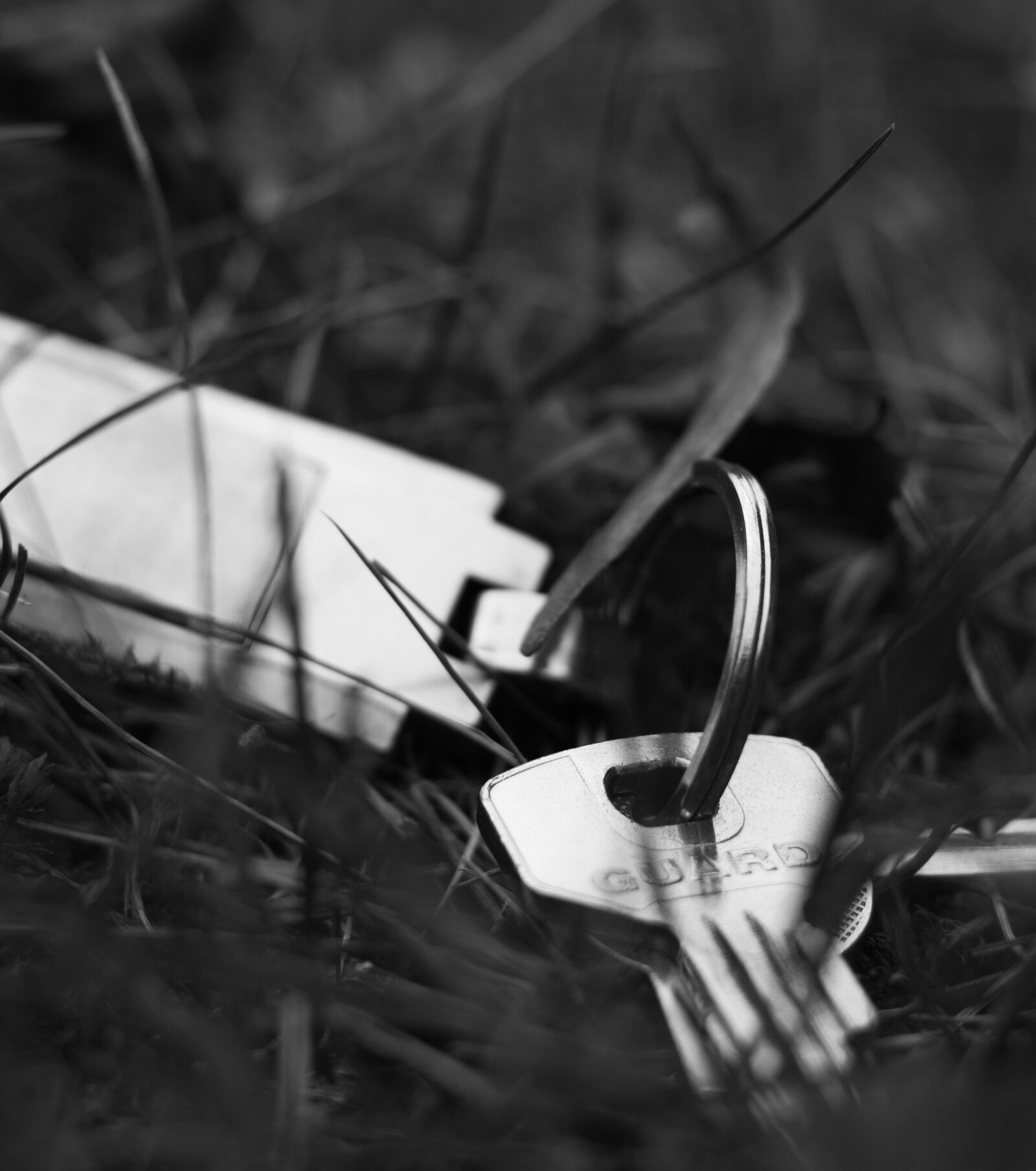 Canon EOS 700D (EOS Rebel T5i / EOS Kiss X7i) + Canon EF 50mm F1.8 STM sample photo. Key, grass, nature photography