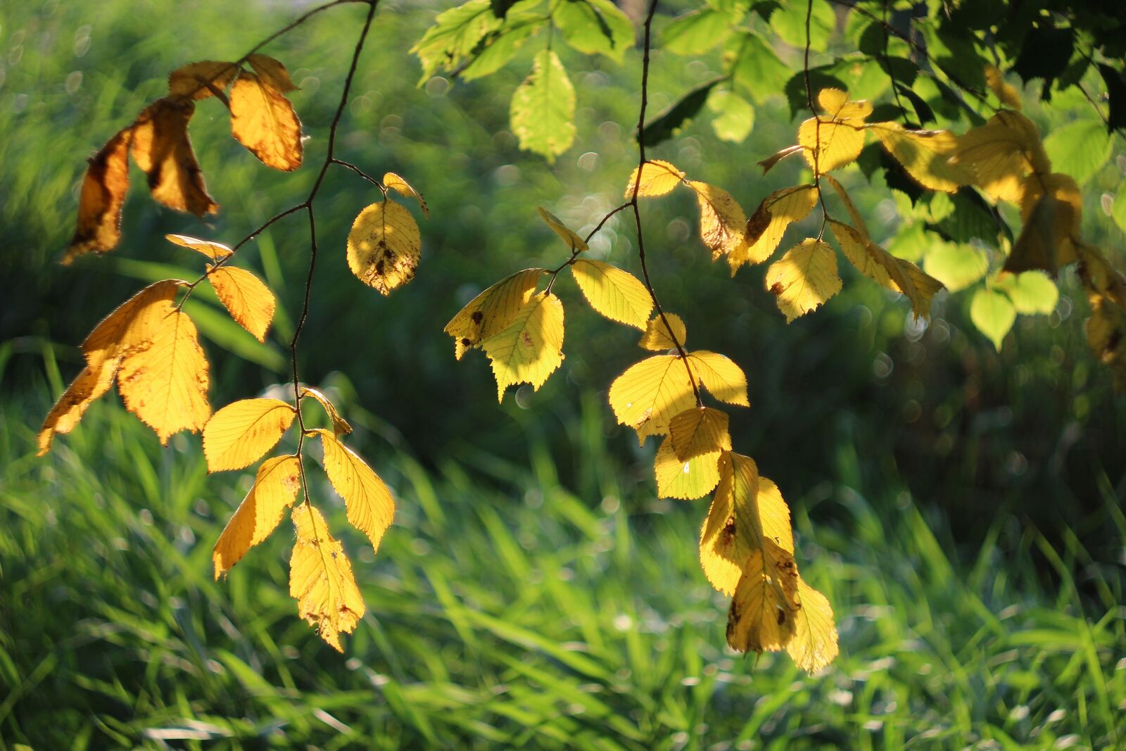 Canon EOS 1200D (EOS Rebel T5 / EOS Kiss X70 / EOS Hi) sample photo. Foliage, yellow, corner photography