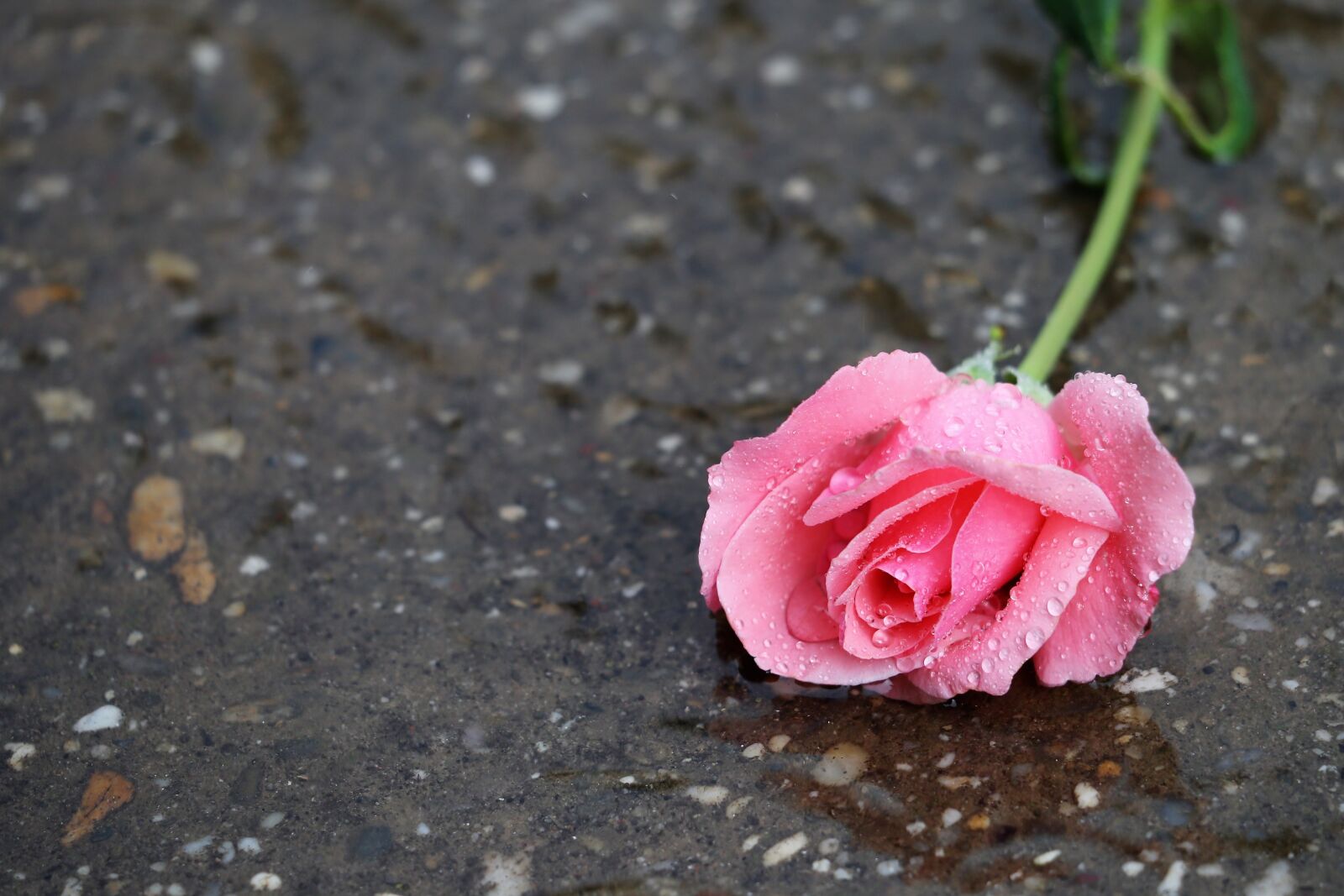Canon EF 70-300 F4-5.6 IS II USM sample photo. Pink rose papillon, in photography