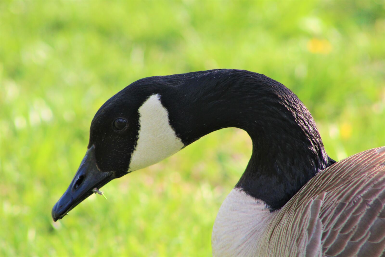Canon EF75-300mm f/4-5.6 sample photo. Canadian goose, goose, wildlife photography