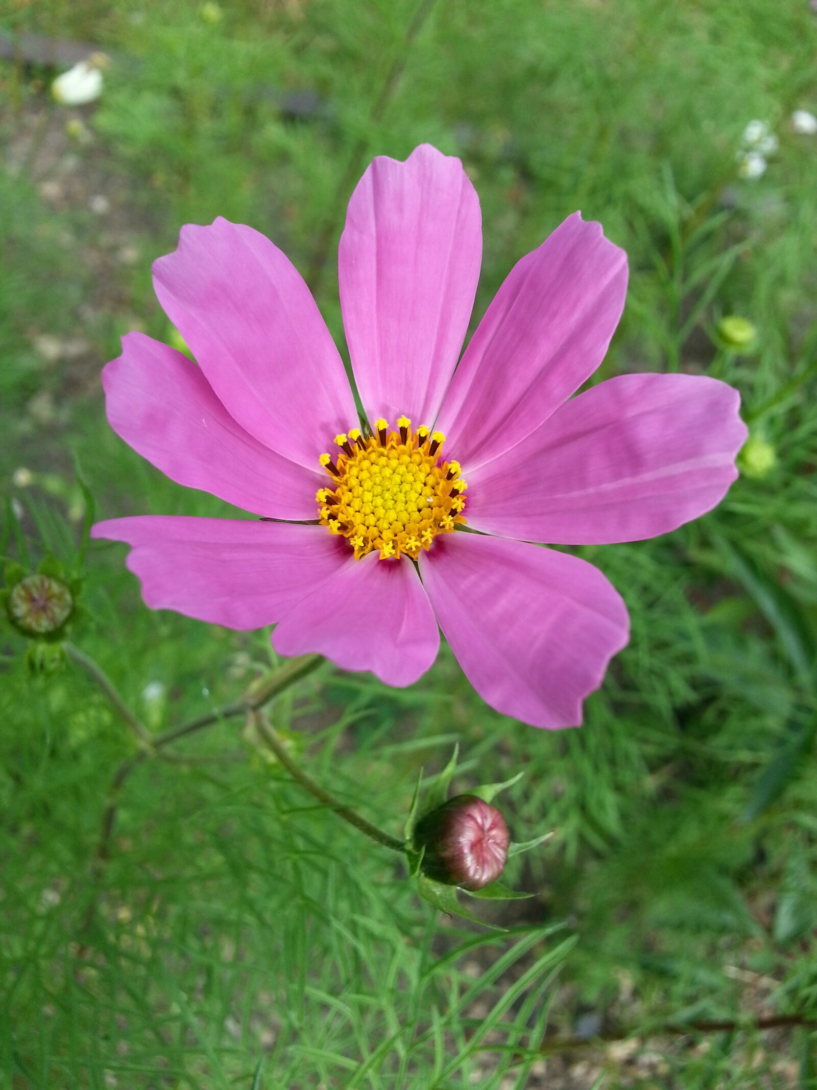 Samsung Galaxy S3 sample photo. Flower, cosmos, petals photography