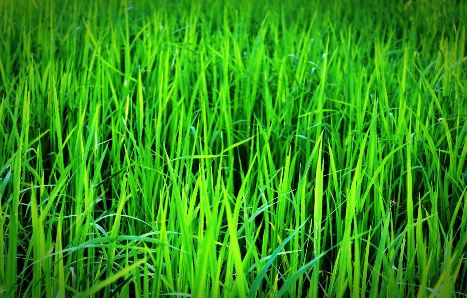 Canon EOS 650D (EOS Rebel T4i / EOS Kiss X6i) sample photo. Agriculture, close-up, countryside photography