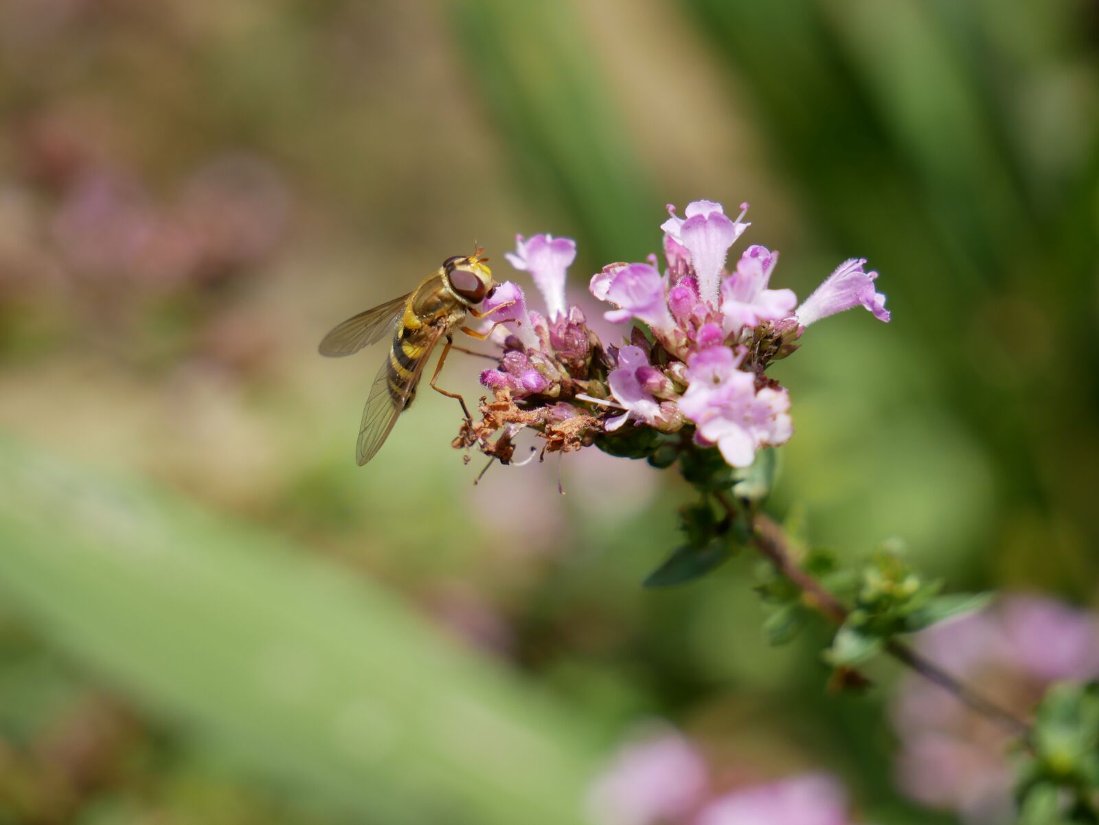 Panasonic Lumix DMC-G85 (Lumix DMC-G80) sample photo. Wasp, flower, pink photography