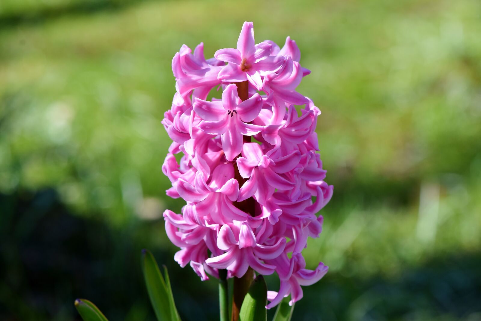 Nikon D7200 sample photo. Hyacinth, flowers, spring flower photography
