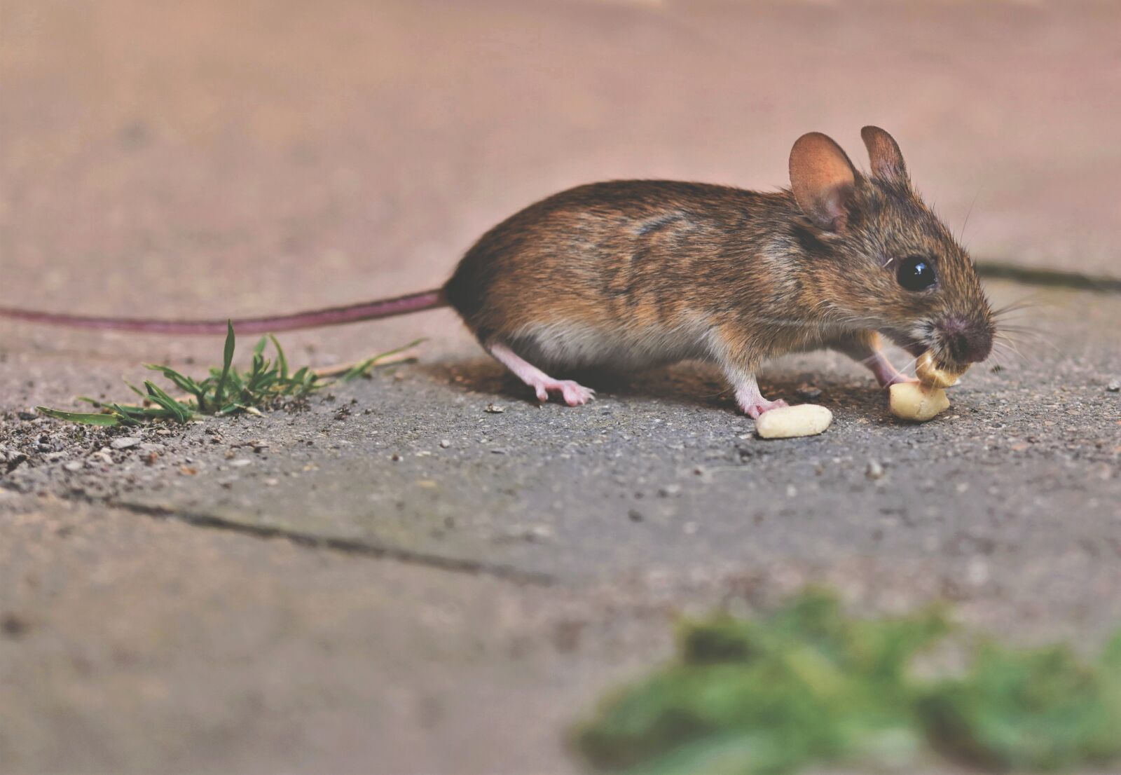 Nikon D7200 sample photo. House mouse, mouse, long photography