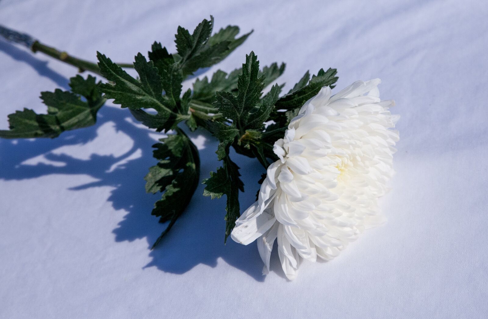 Canon EOS 5D sample photo. Incense, memorial, wreath photography