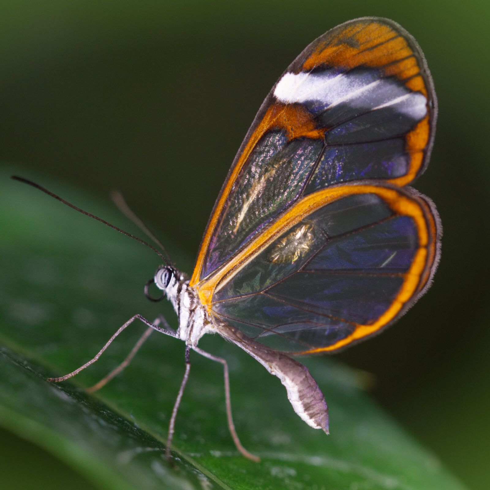 Sony ILCA-77M2 + 105mm F2.8 sample photo. Butterfly, insect, wing photography