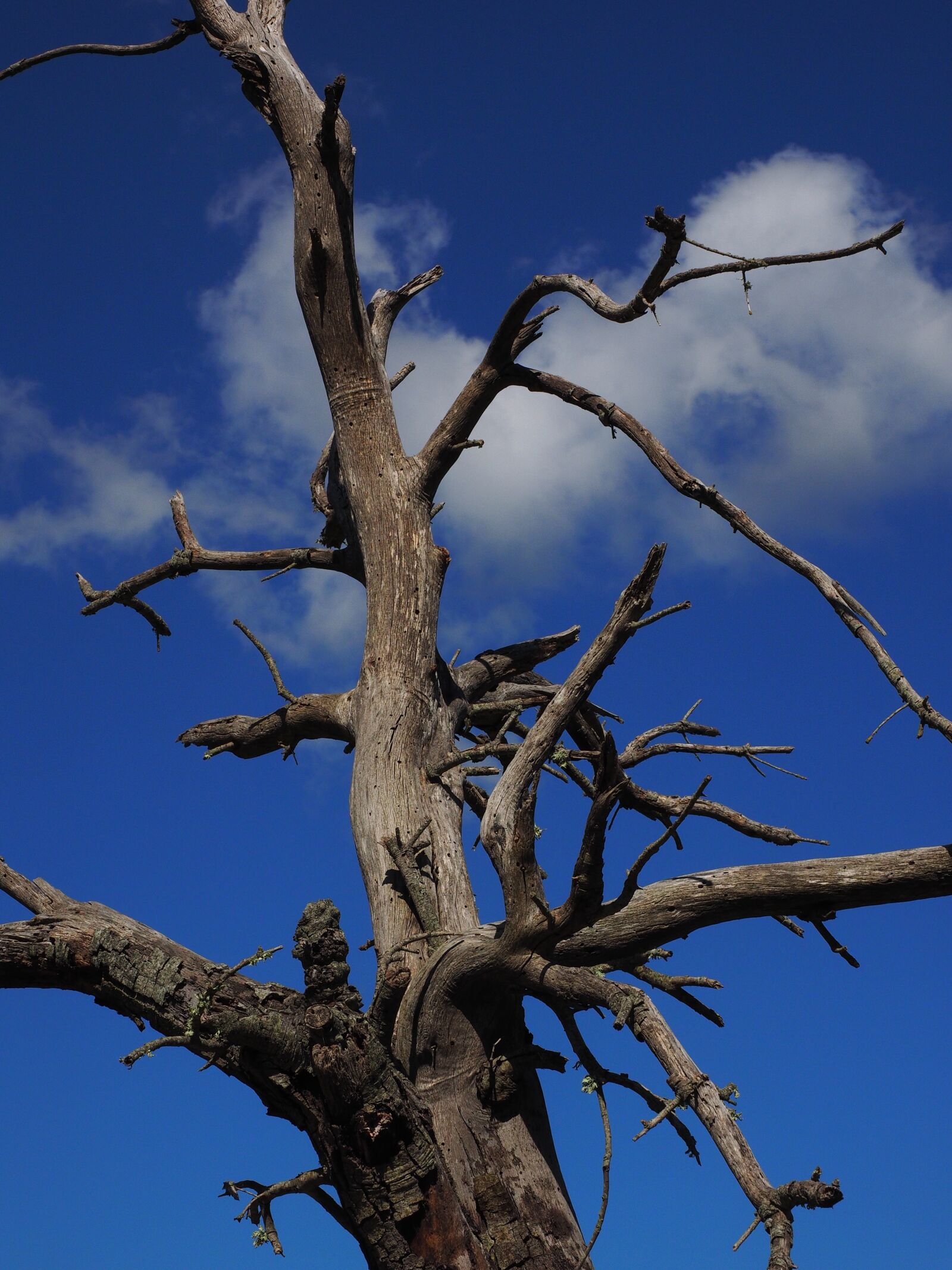 Olympus OM-D E-M1 + Olympus M.Zuiko Digital ED 12-40mm F2.8 Pro sample photo. Tree, old, dead plant photography