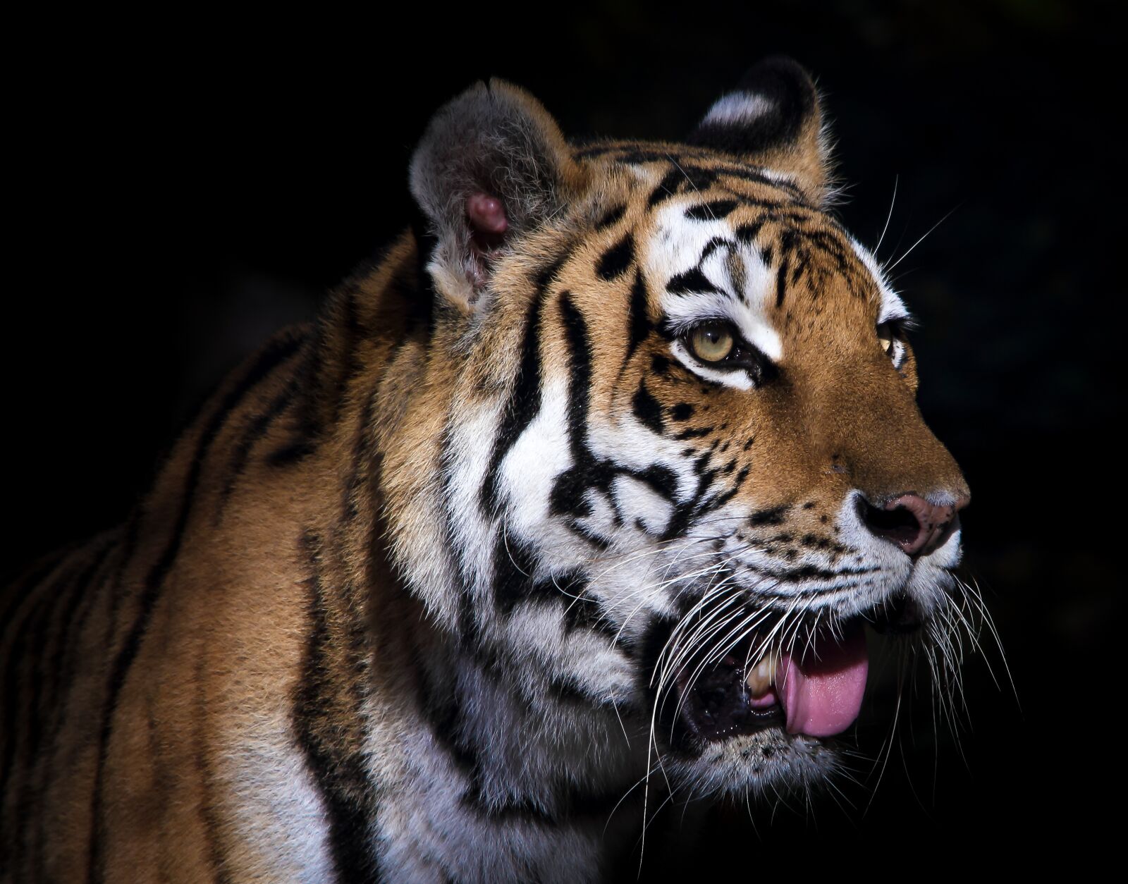 Canon EOS 550D (EOS Rebel T2i / EOS Kiss X4) sample photo. Tiger, predator, dangerous photography