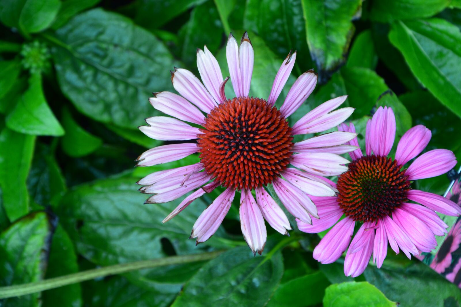 Nikon D5200 sample photo. Flowers, flower, plant photography