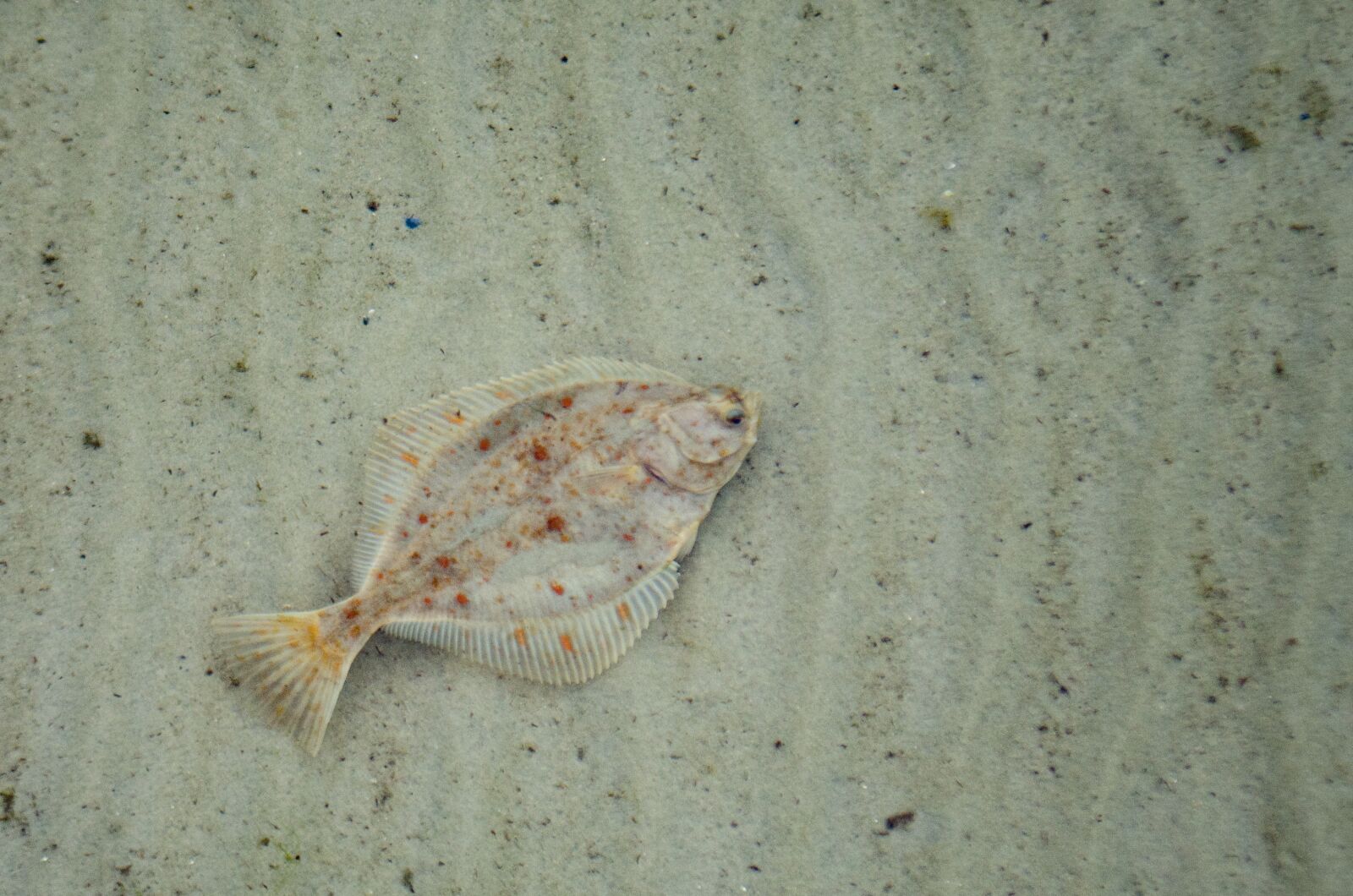 Nikon D7000 sample photo. Plaice, fish, sea photography