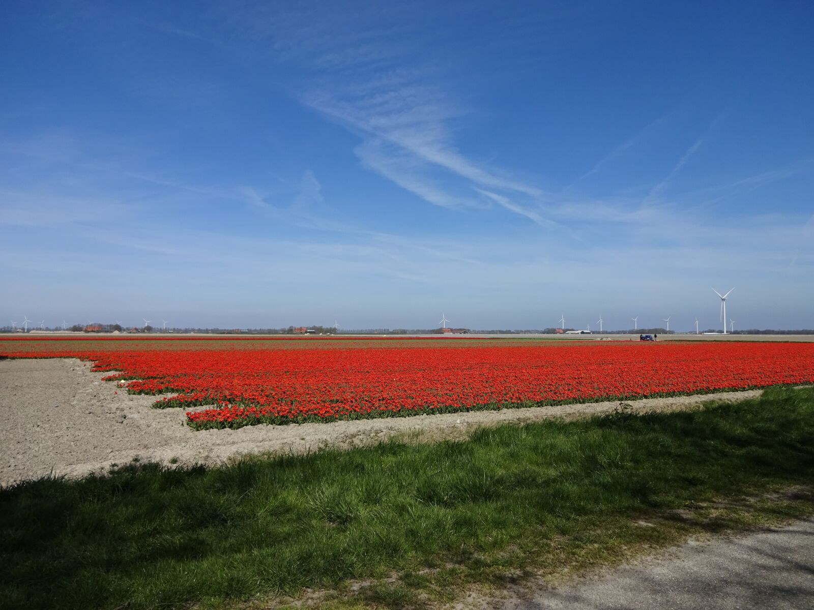 Sony Cyber-shot DSC-WX220 sample photo. Spring, tulip field, blue photography
