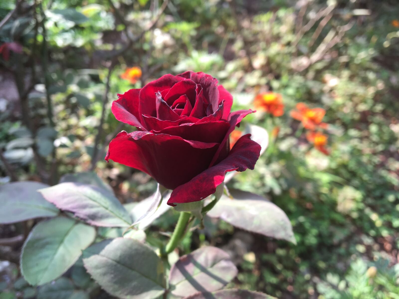 Apple iPhone 6s sample photo. Rose, roses, red photography