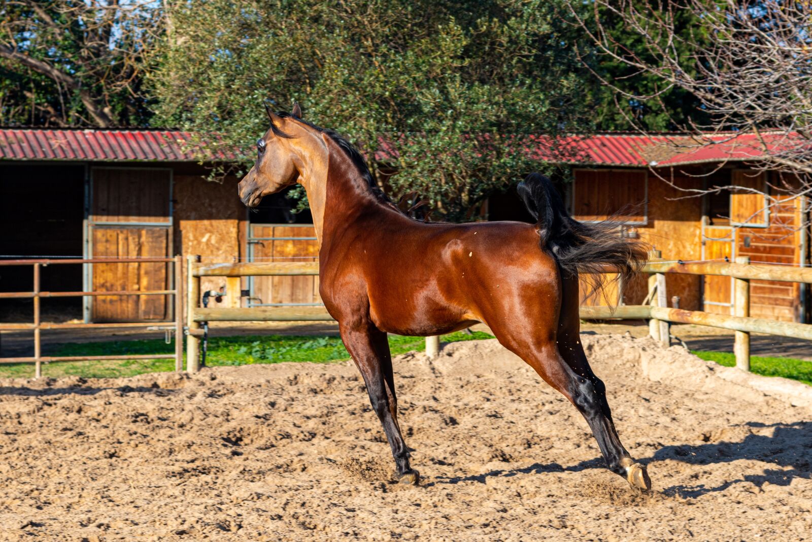 Nikon D850 sample photo. Pure-blood arab, horse, dressage photography