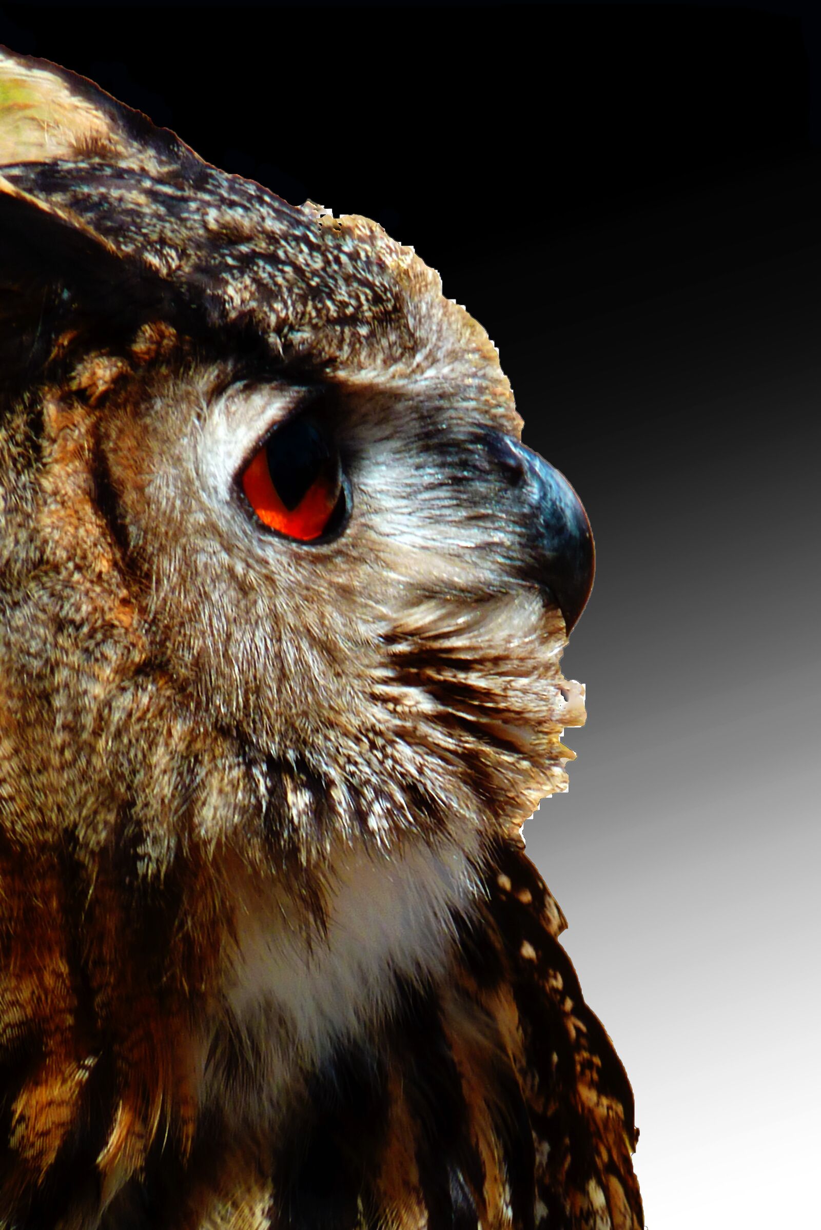 Panasonic DMC-TZ7 sample photo. Owl, griffin, bird photography