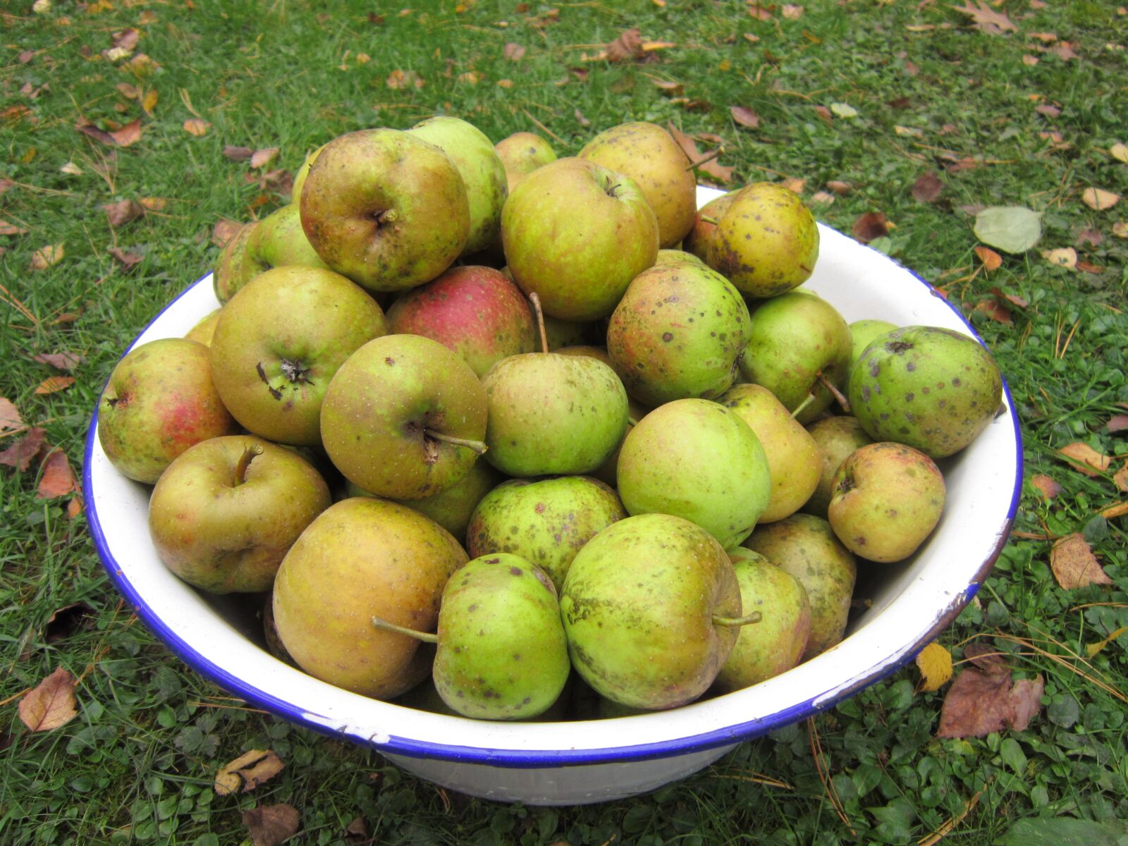 Canon PowerShot A3300 IS sample photo. Apples, bowl, fruits, grass photography