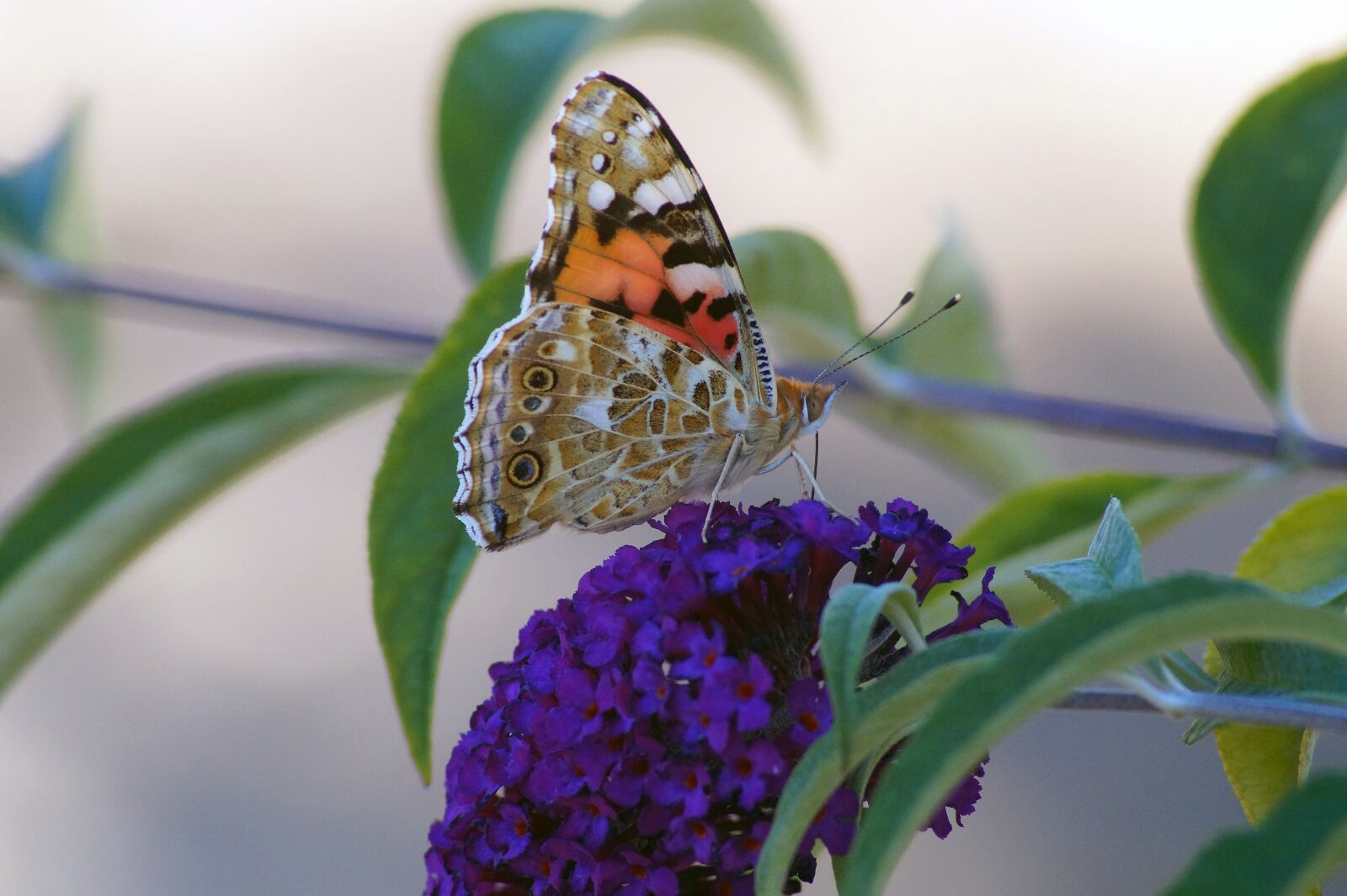 Sony SLT-A58 sample photo. Insect, butterfly, nature photography