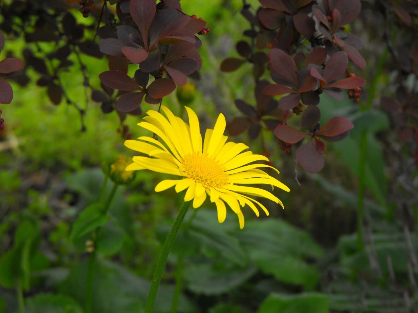 Fujifilm FinePix S1000fd sample photo. Flower, plant, nature photography