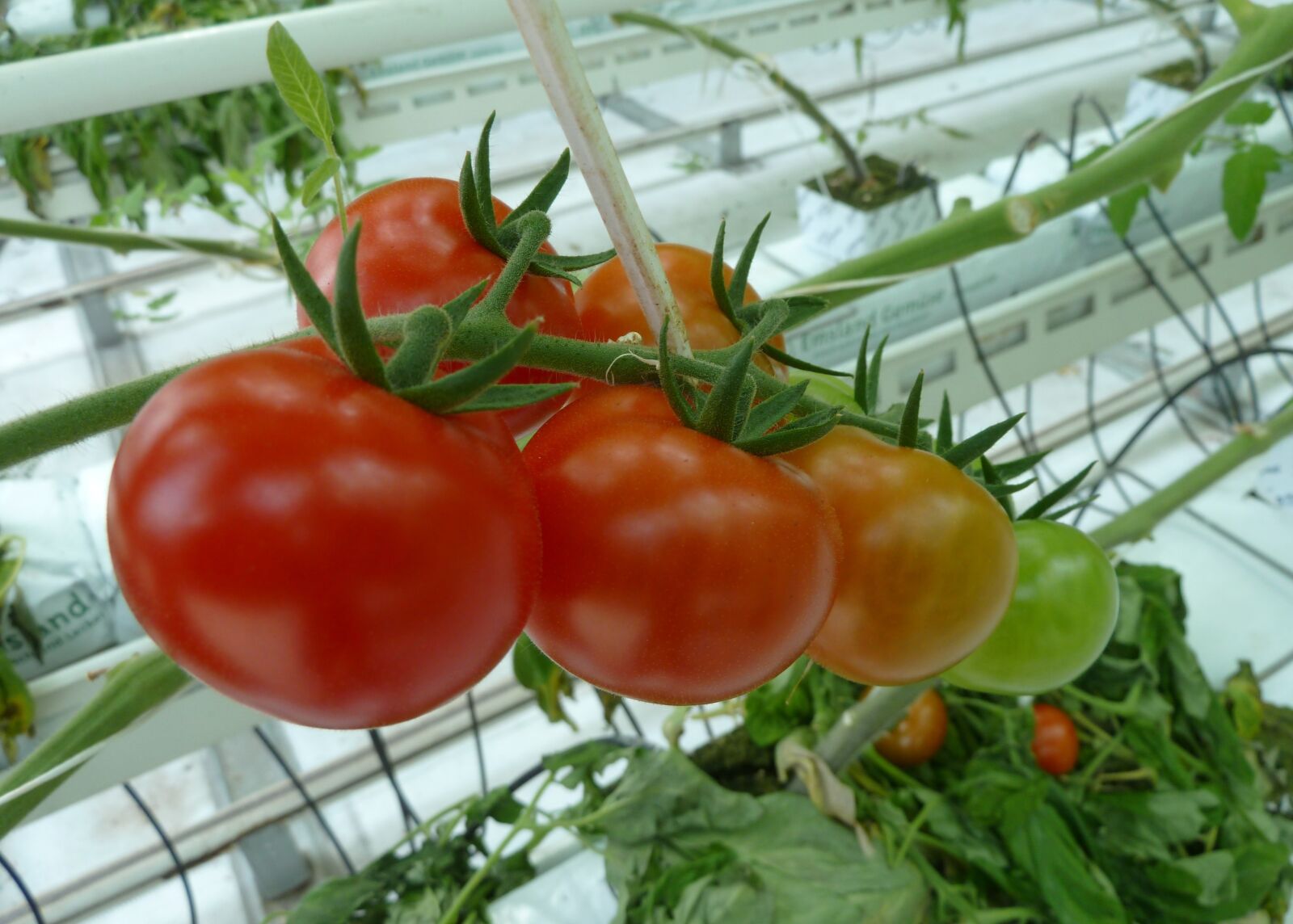 Panasonic Lumix DMC-ZS5 (Lumix DMC-TZ8) sample photo. Food, tomatoes, greenhouses photography