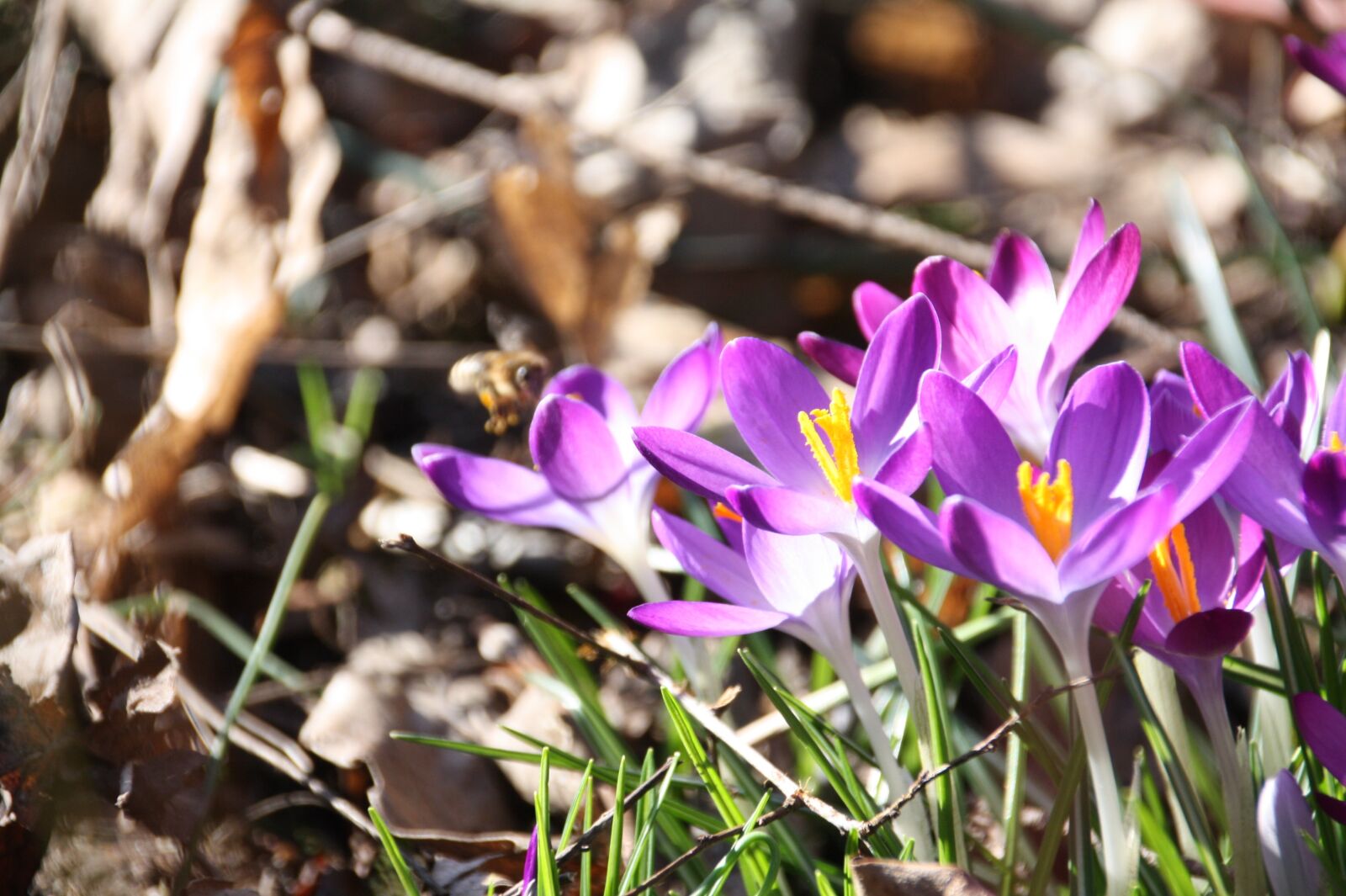 Canon EOS 450D (EOS Rebel XSi / EOS Kiss X2) sample photo. Crocus, purple, forest photography