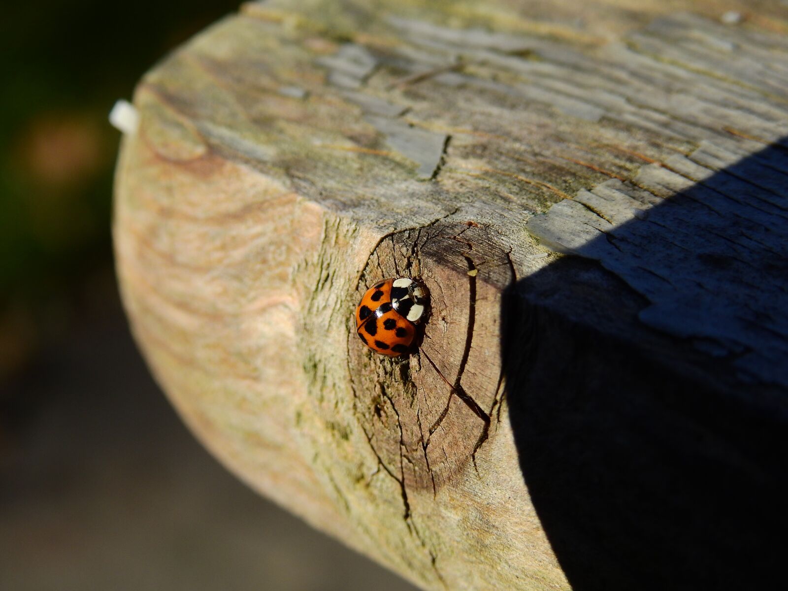 Nikon Coolpix P900 sample photo. Beetle, ladybug, wood photography