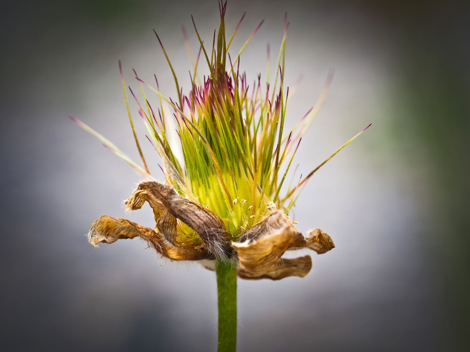Olympus OM-D E-M10 sample photo. Pasque flower, haller kitchen photography