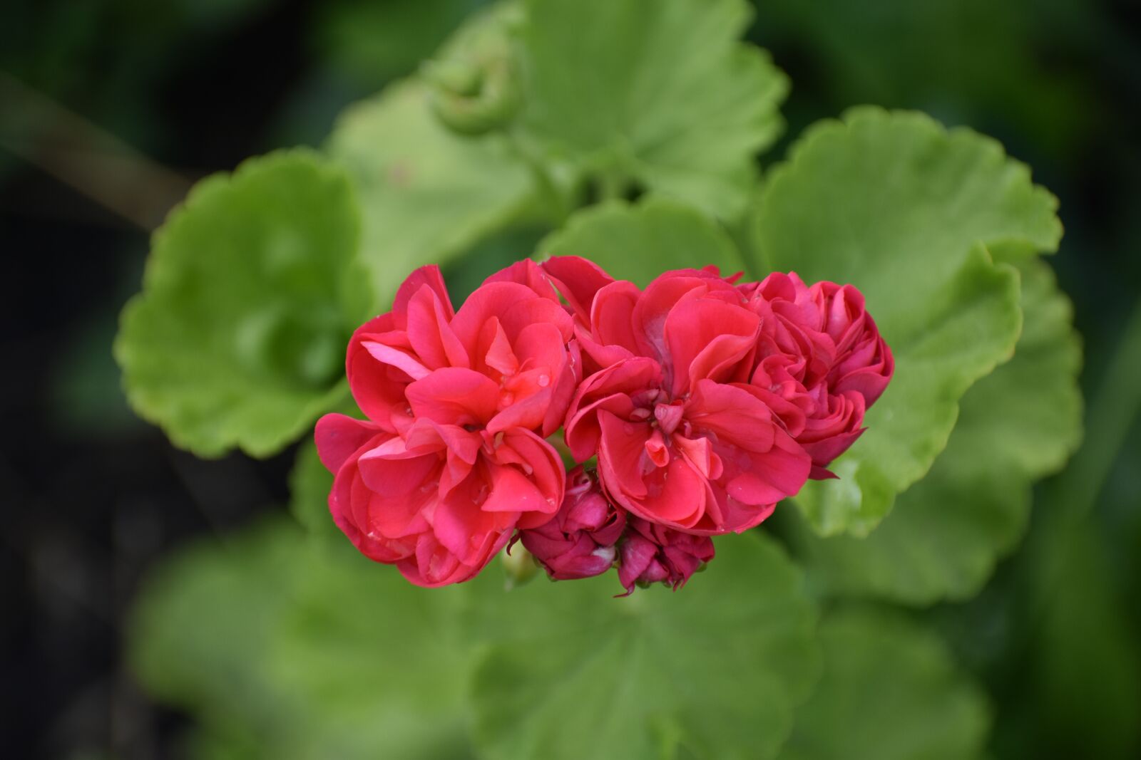 Nikon D3400 sample photo. Geranium, red, green photography