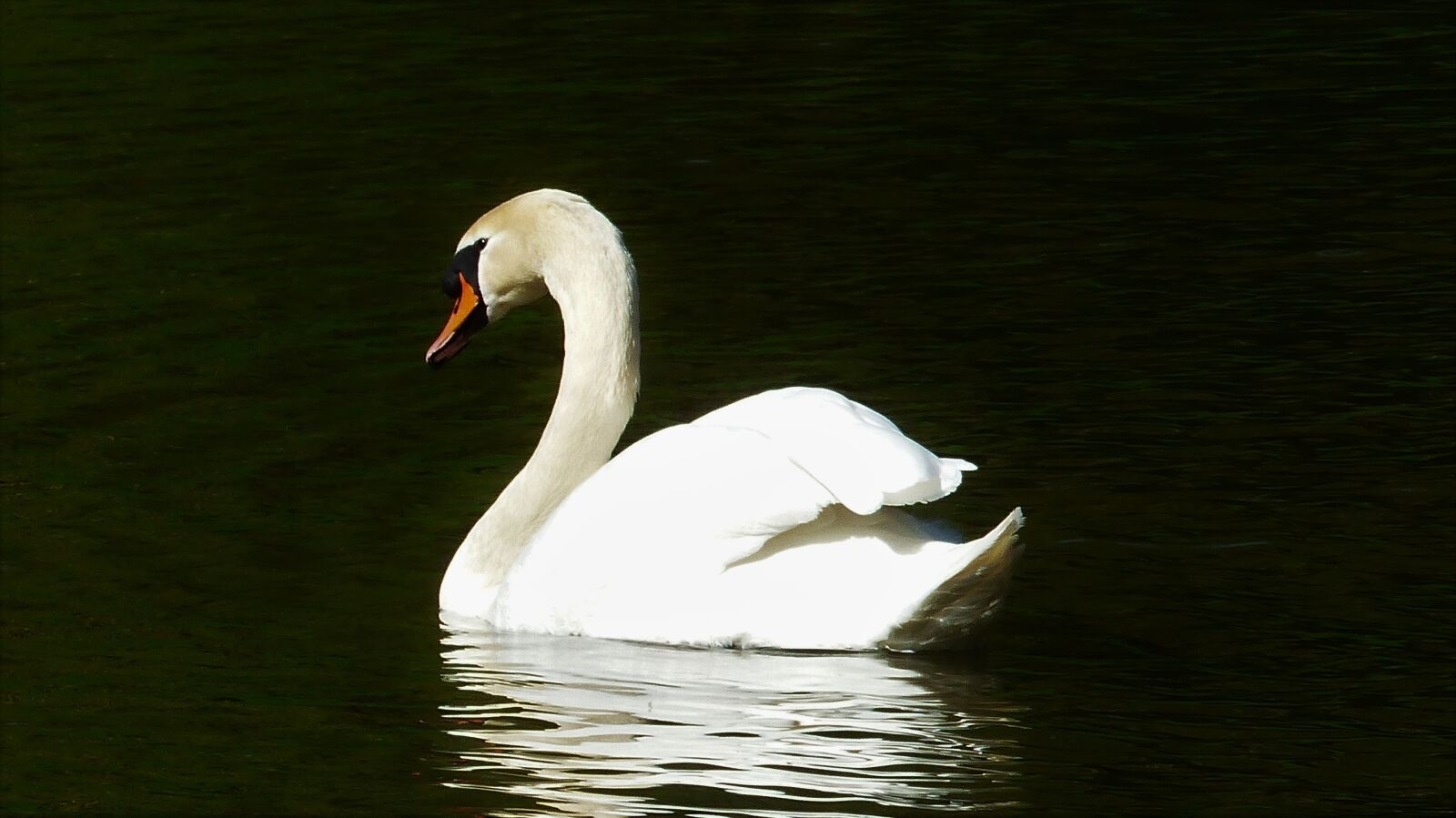 Panasonic Lumix DMC-FZ200 sample photo. Bird, swan, body of photography