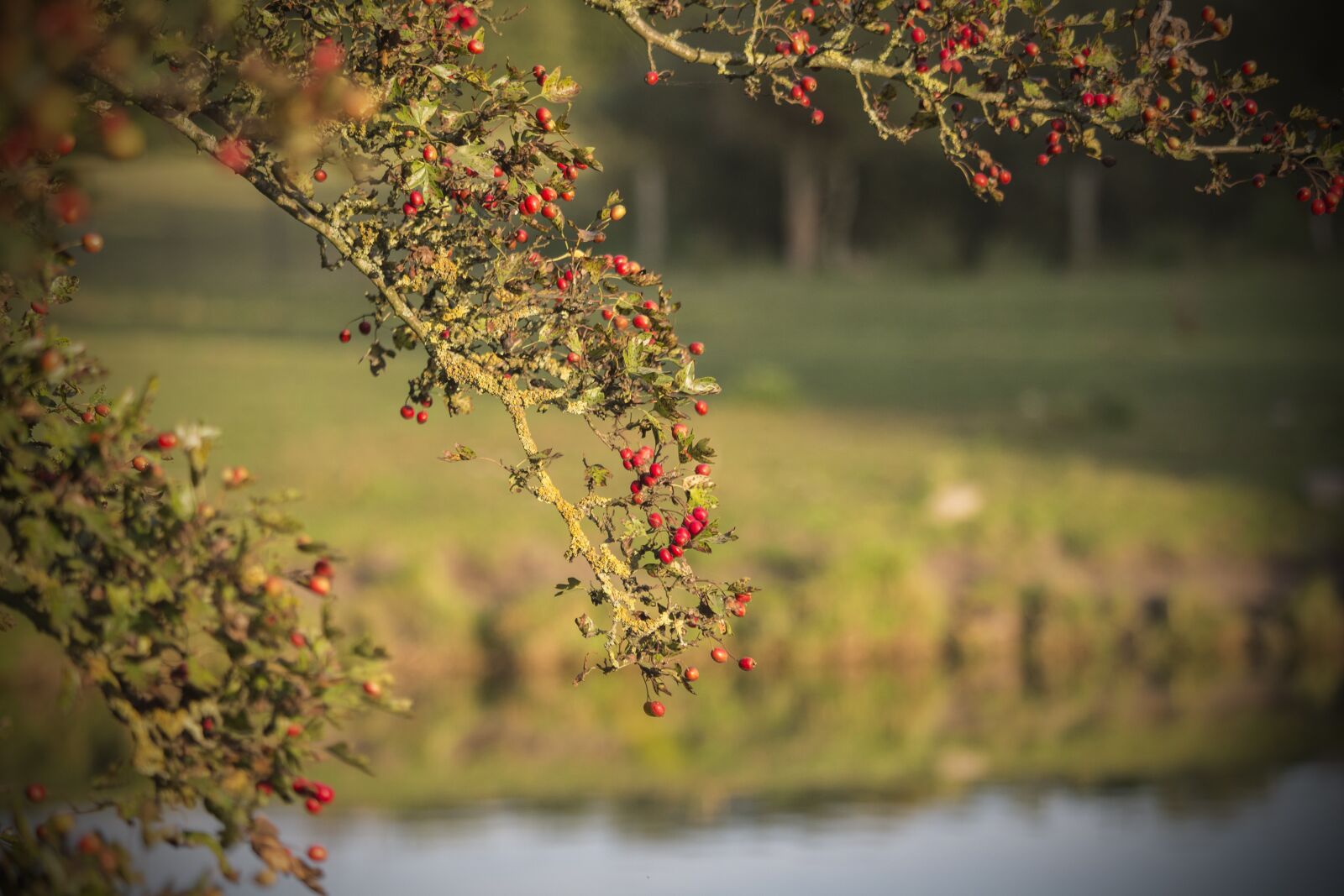 Canon EF-S 55-250mm F4-5.6 IS STM sample photo. Crataegus, autumn, water photography