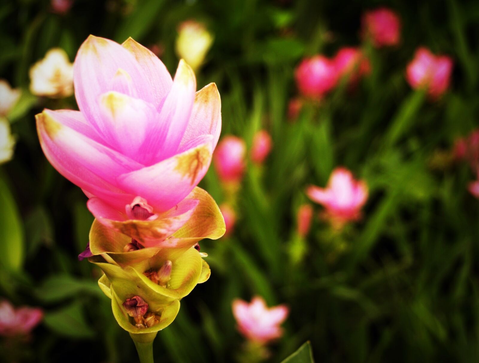 Olympus E-300 (EVOLT E-300) sample photo. Blossom, blossom background, blossom photography