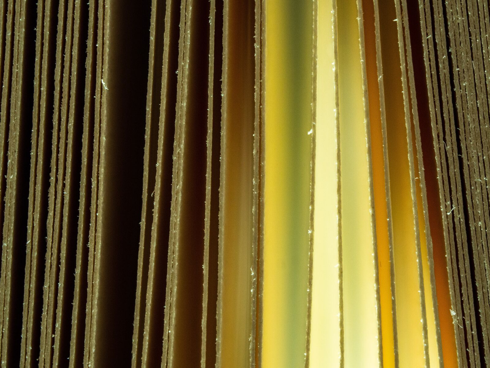 Olympus OM-D E-M10 III sample photo. Book, foliage, abstract photography