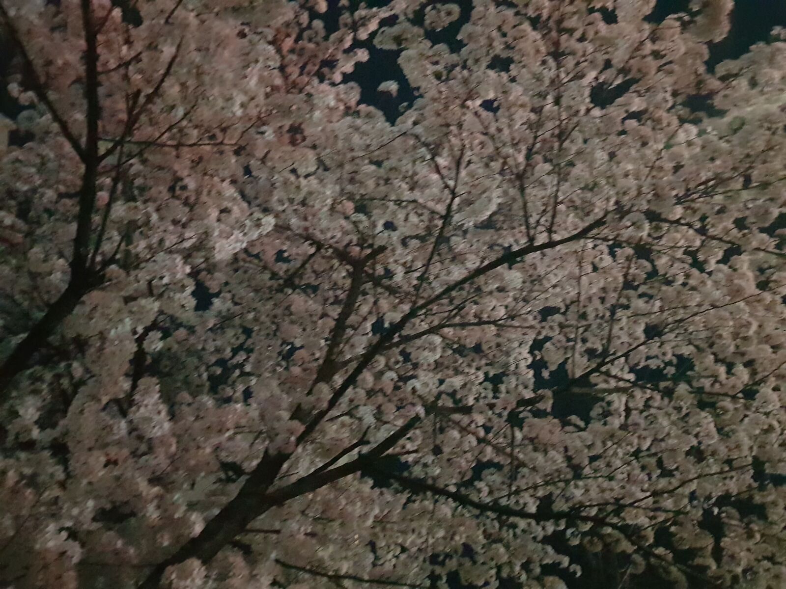 Samsung Galaxy S8+ sample photo. Night, beoc flowers, full photography