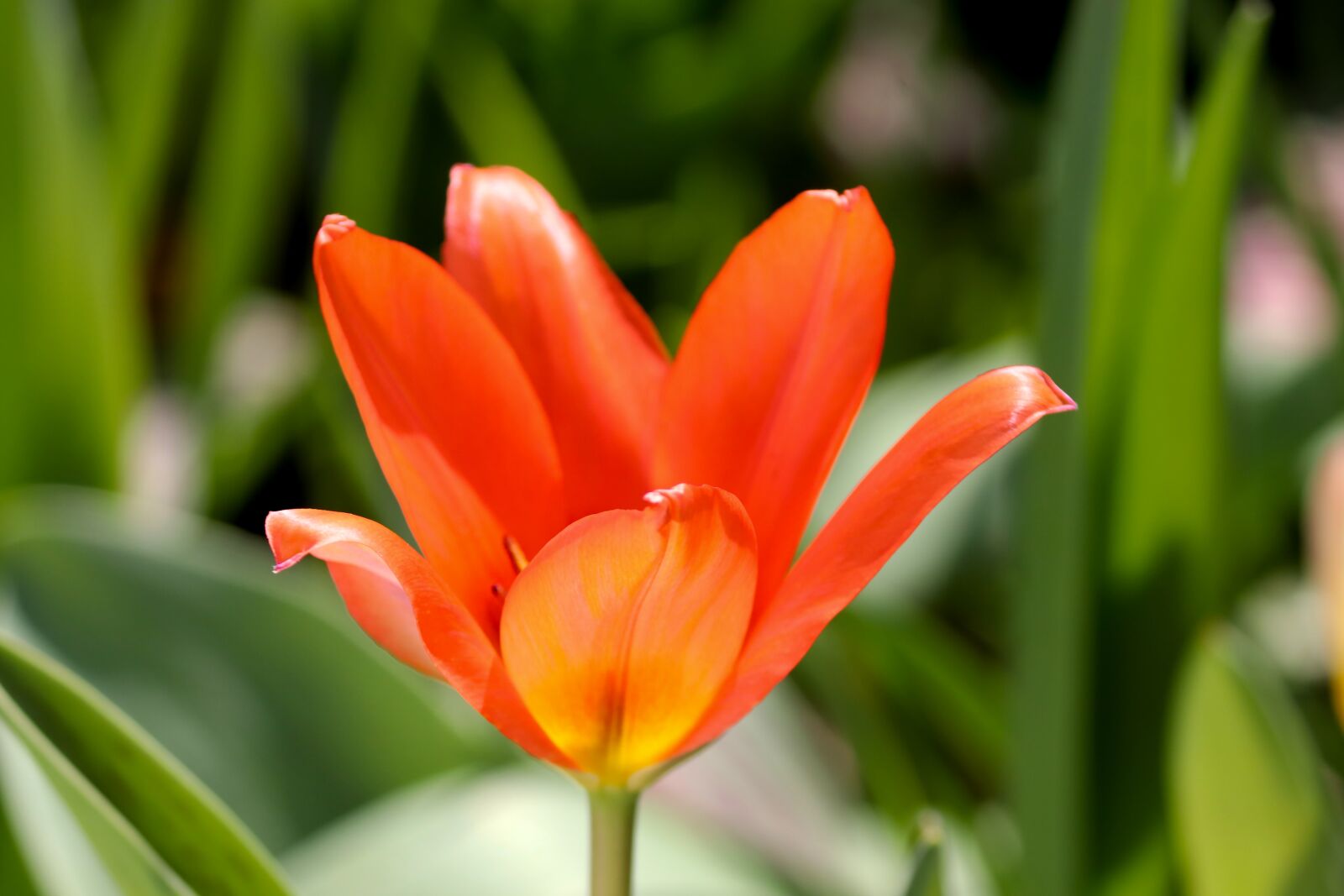 Canon EOS 200D (EOS Rebel SL2 / EOS Kiss X9) sample photo. Tulip, half closed, blossom photography