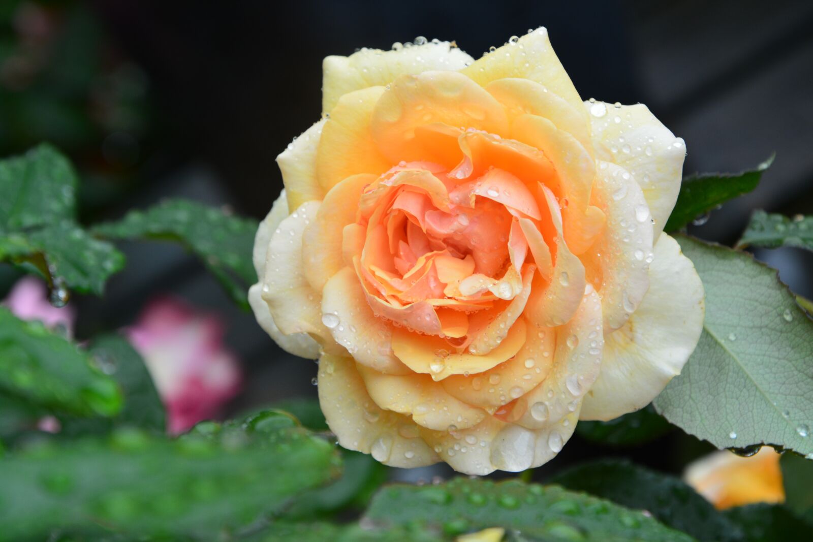 Nikon D5200 sample photo. Flower, rosebush, roses photography