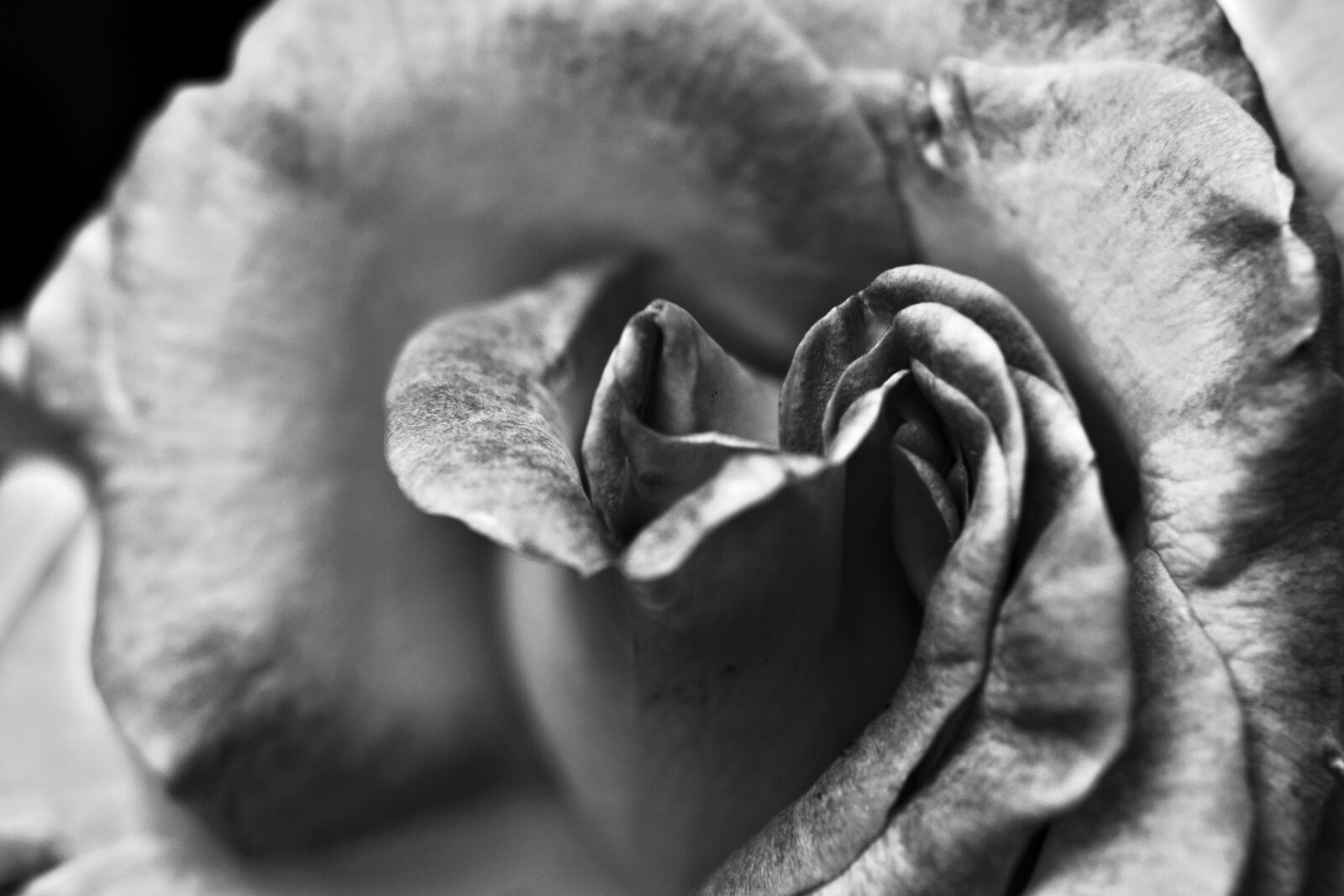 Sony Alpha DSLR-A850 sample photo. Black and white, rose photography
